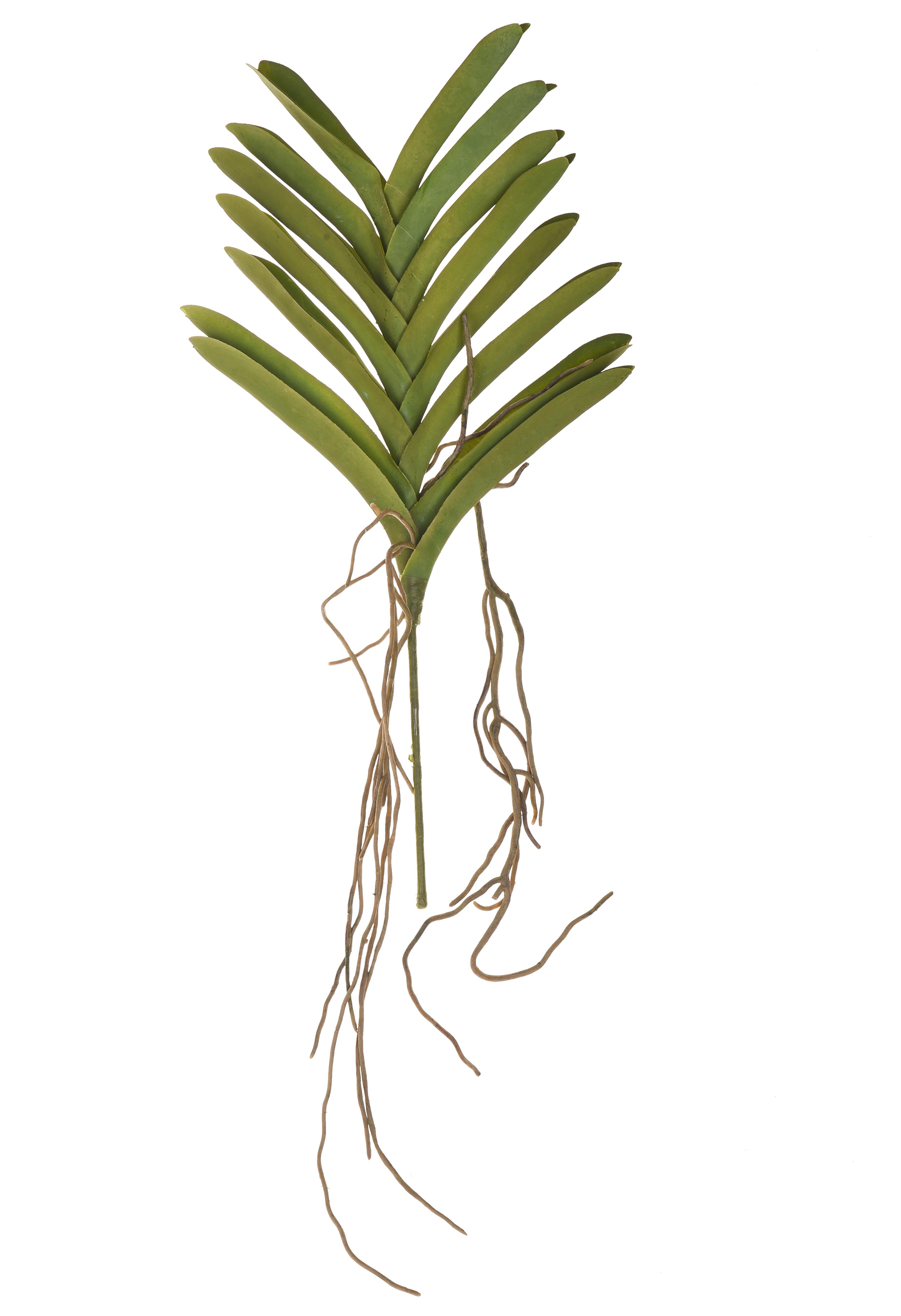 PIANTA ORCHIDEA VANDA 50 CM
