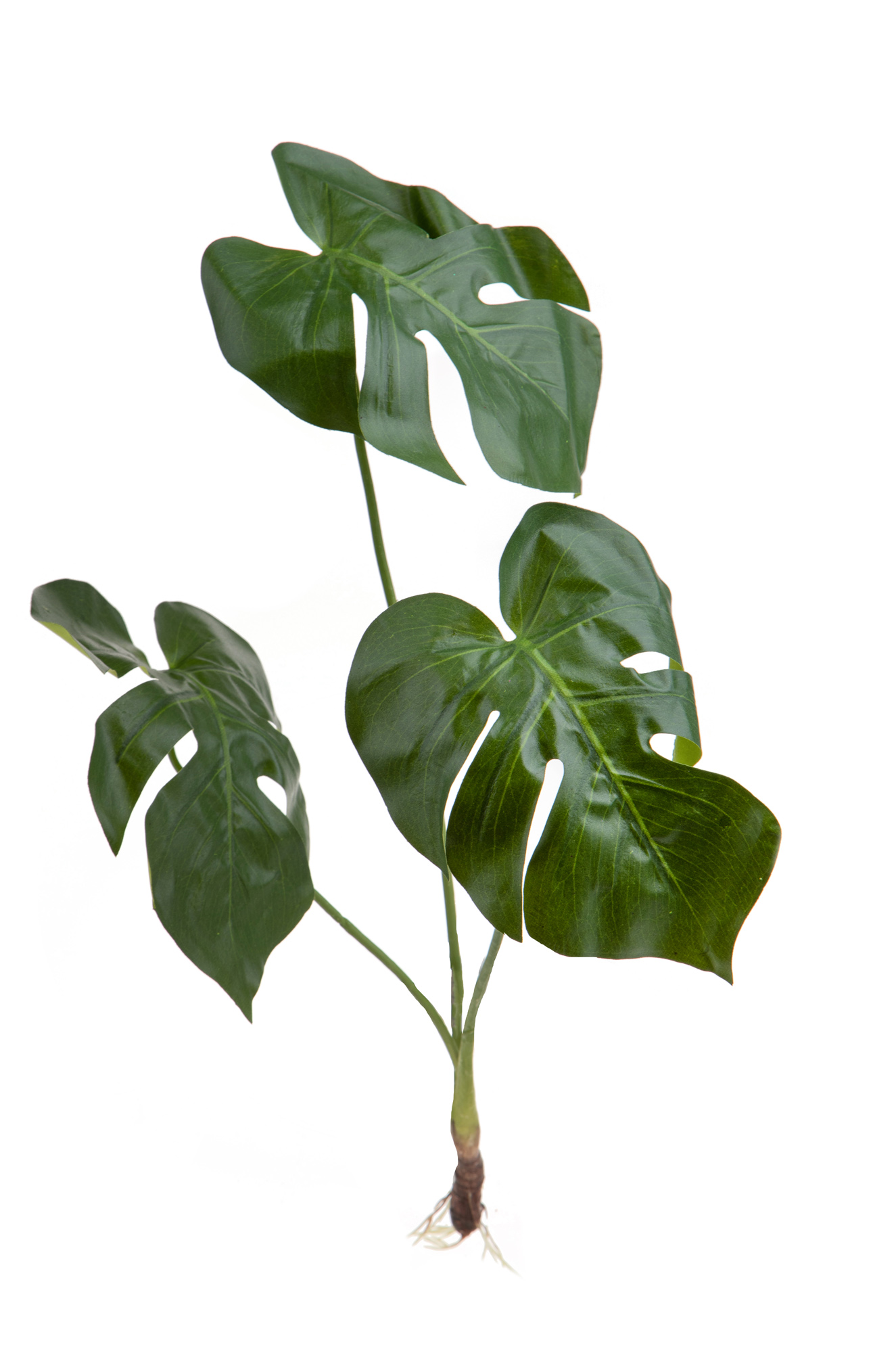 Pflanzen, Grune Girlanden, MONSTERA PIANTA X 3 65 CM