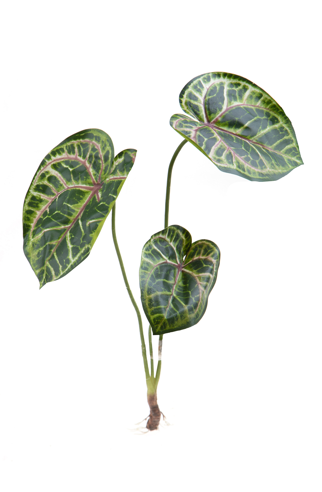 Pflanzen, Grune Girlanden, CALADIUM PIANTA X 3 65 CM