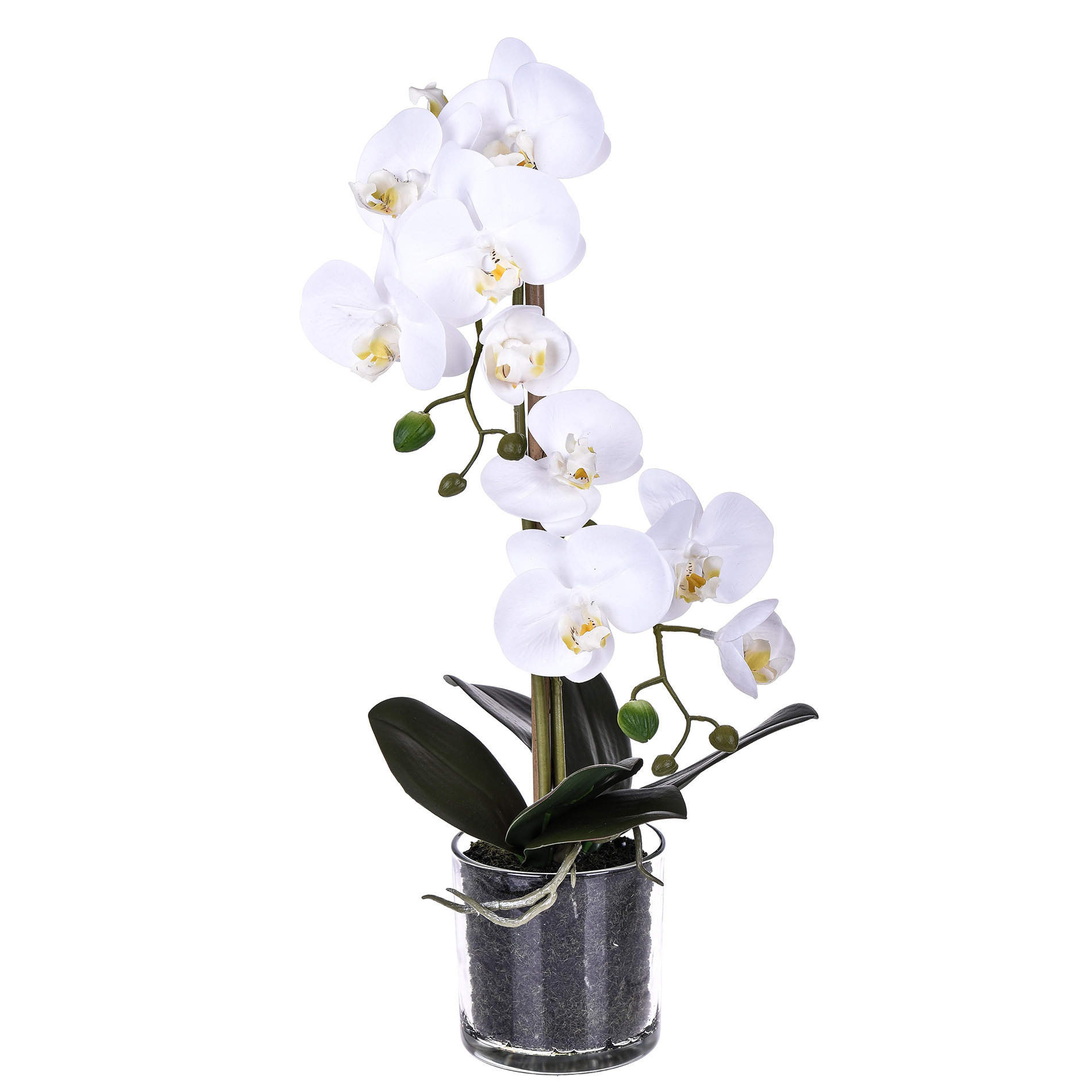 HALLOWEEN AND WITCHES,AUTUMN DECORATIONS,PHALAENOPSIS C/VASO 48 CM REAL TOUCH