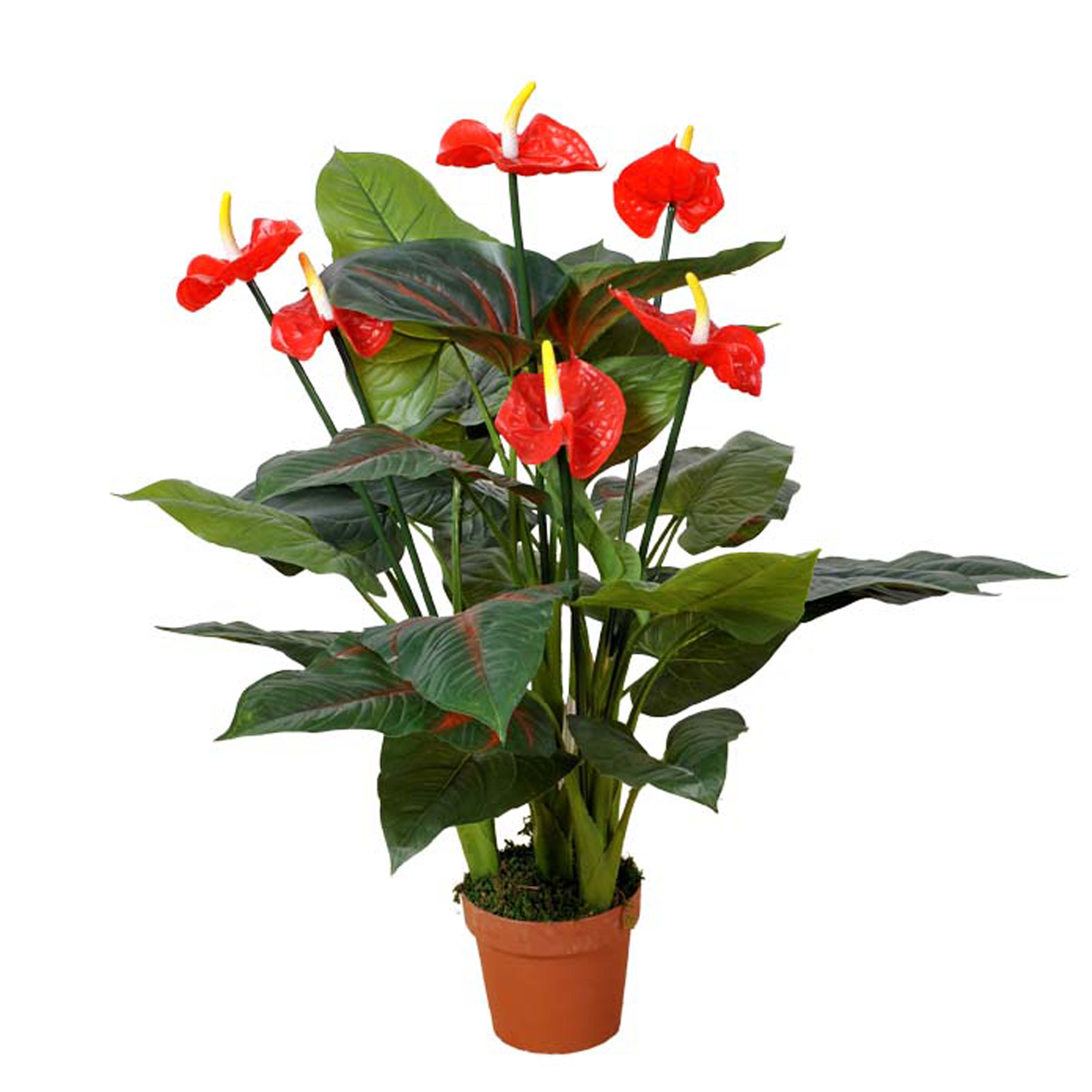 ANTHURIUM 70 CM IN FIORE C/VASO