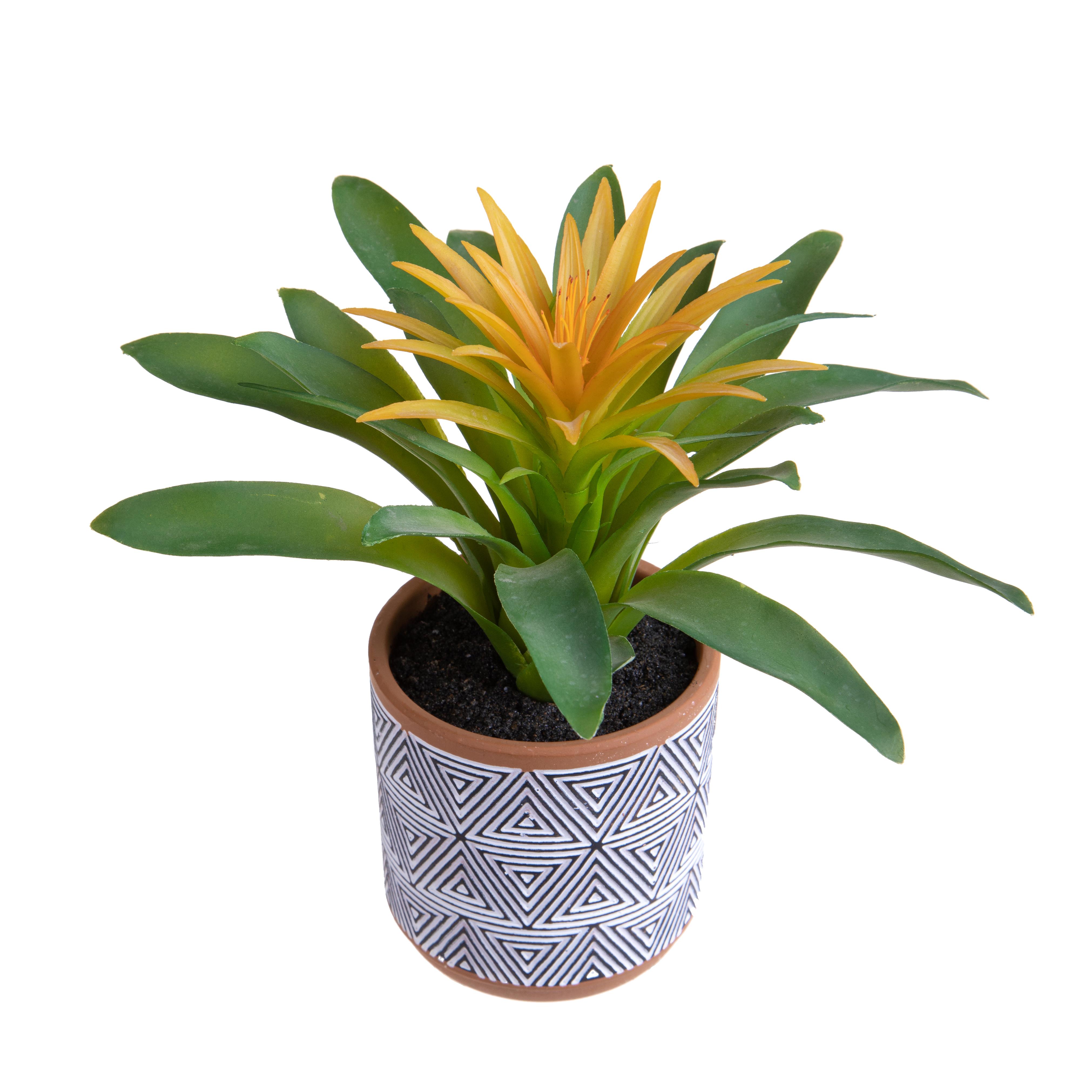 BILLBERGIA IN VASO 21 CM