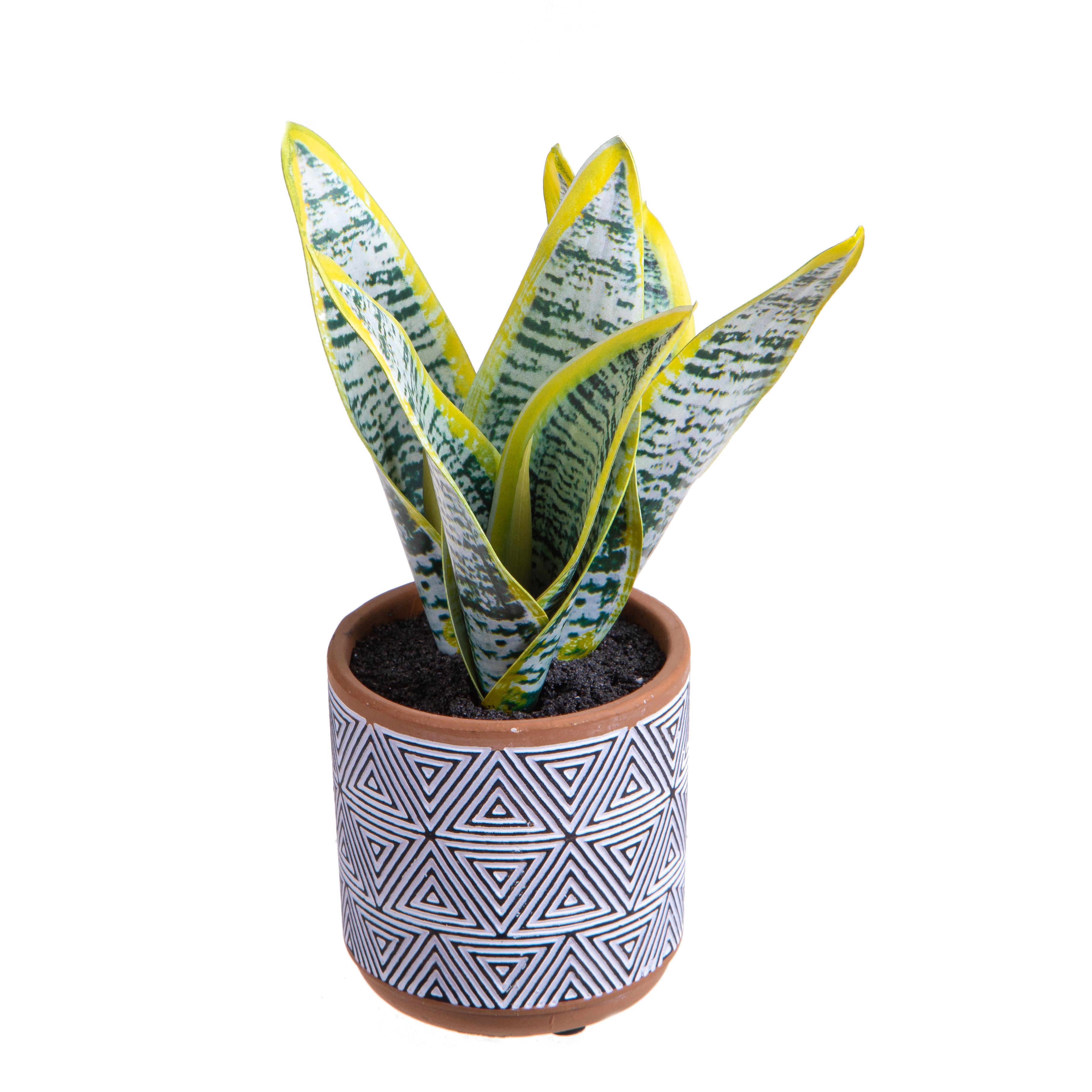 SANSEVERIA IN VASO 23 CM