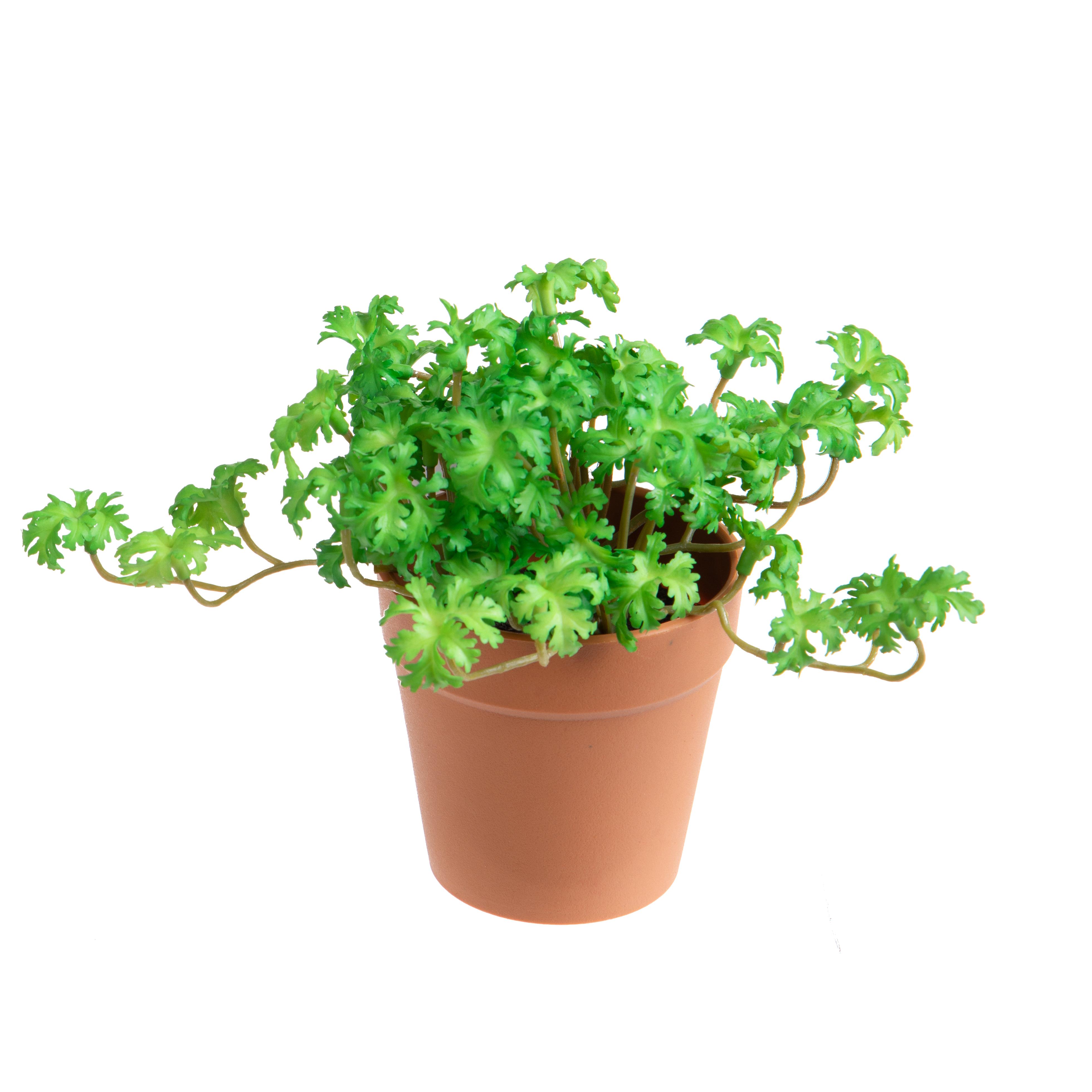CHRISTMAS ITEMS,DRIED FLOWERS AND STEM ITEMS FOR CHRISTMAS,PELARGONIUM IN VASO 16 CM