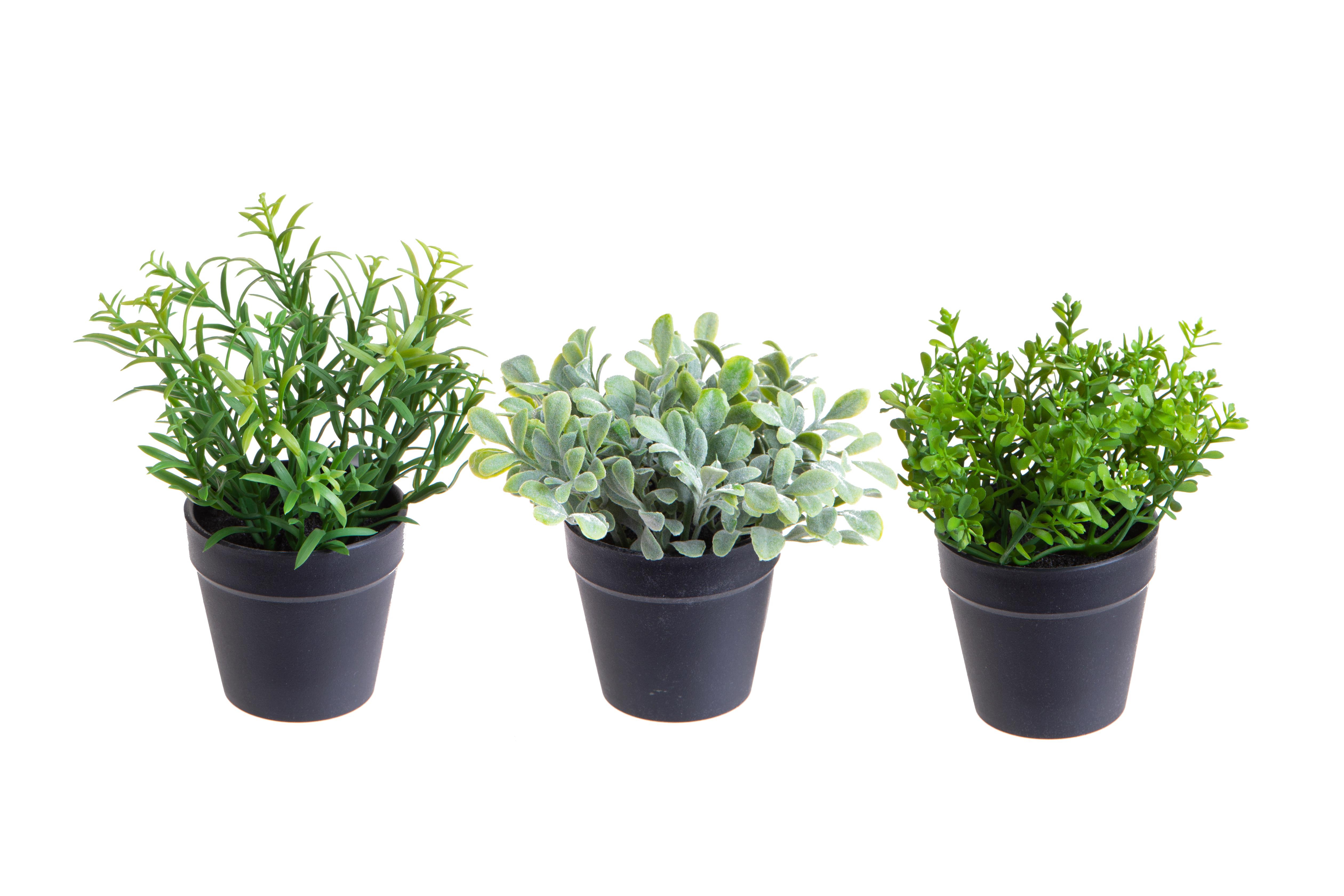 MINI AROMATICHE 3 PEZZI 20 CM IN VASO