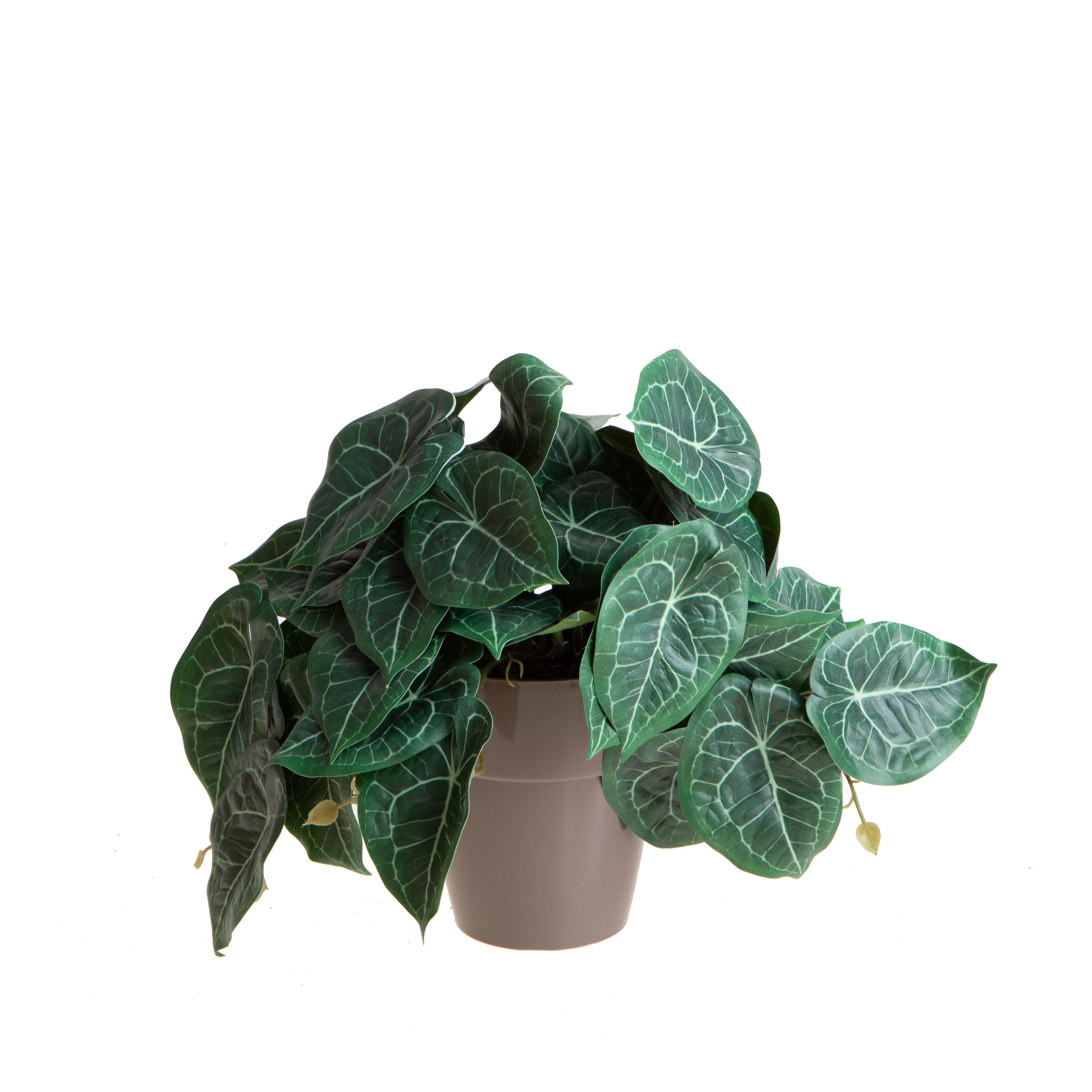 VASO C/SYNGONIUM H 23 CM X 22