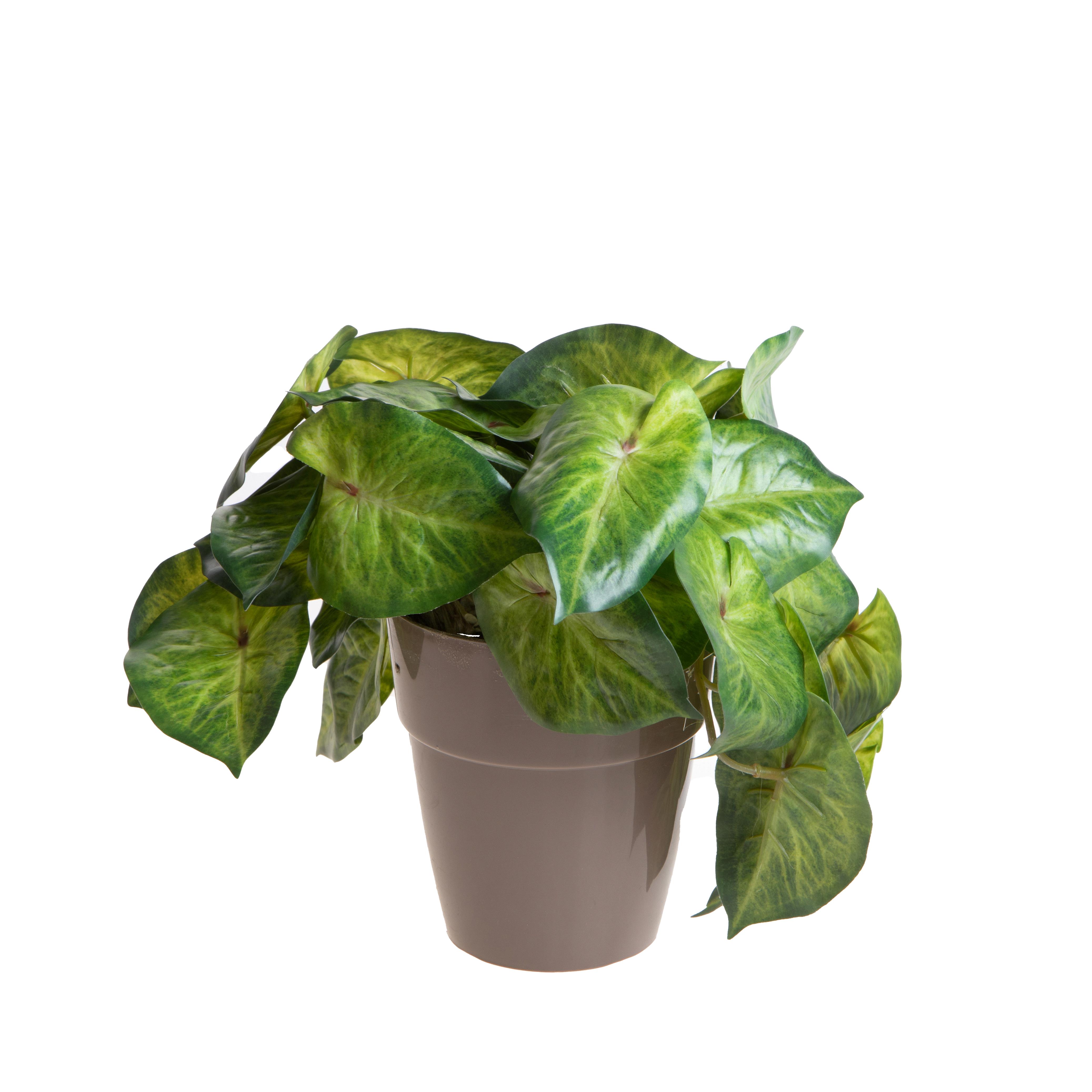 VASO C/SYNGONIUM H 23 CM X 22