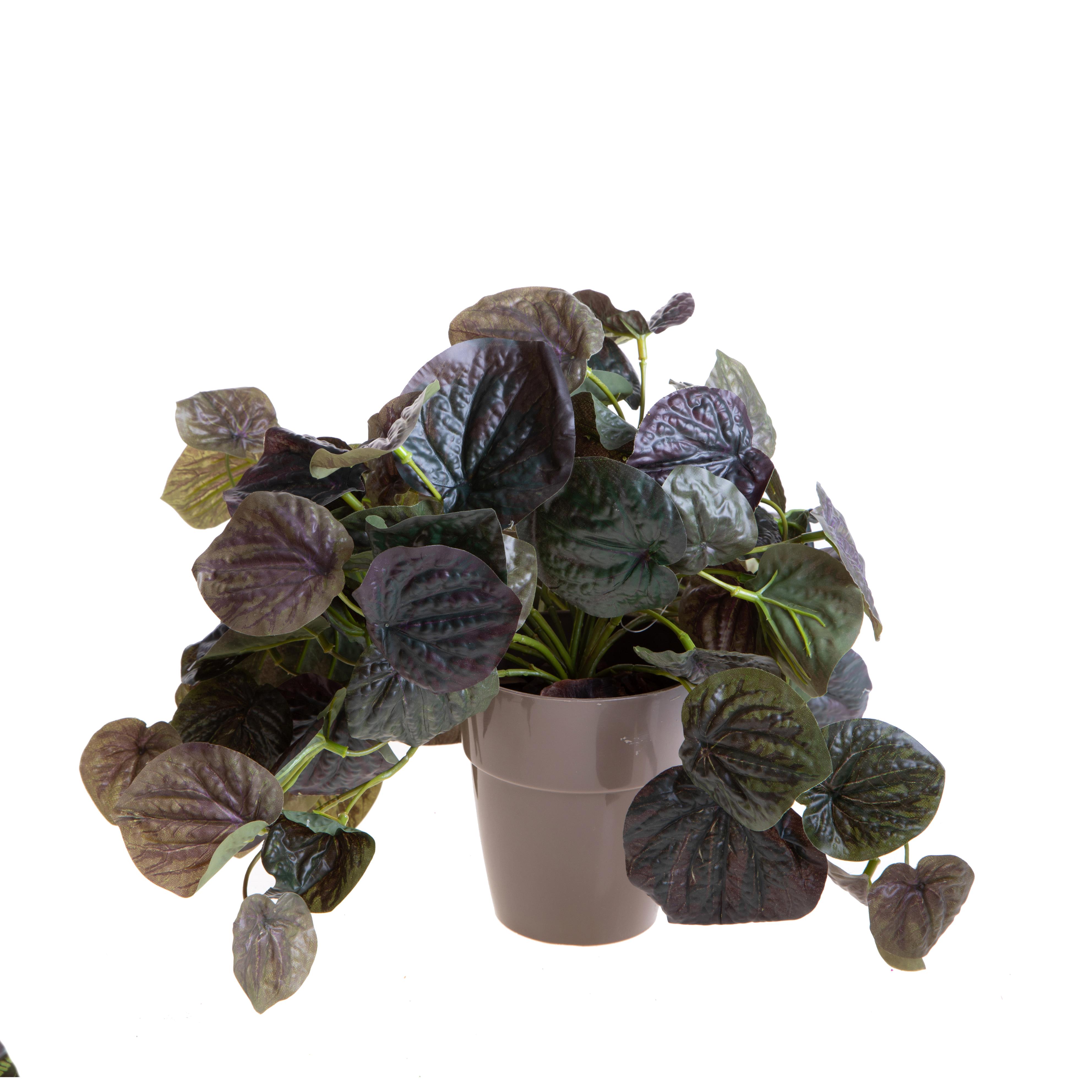 VASO C/CADENTE PEPEROMIA GR/PURP