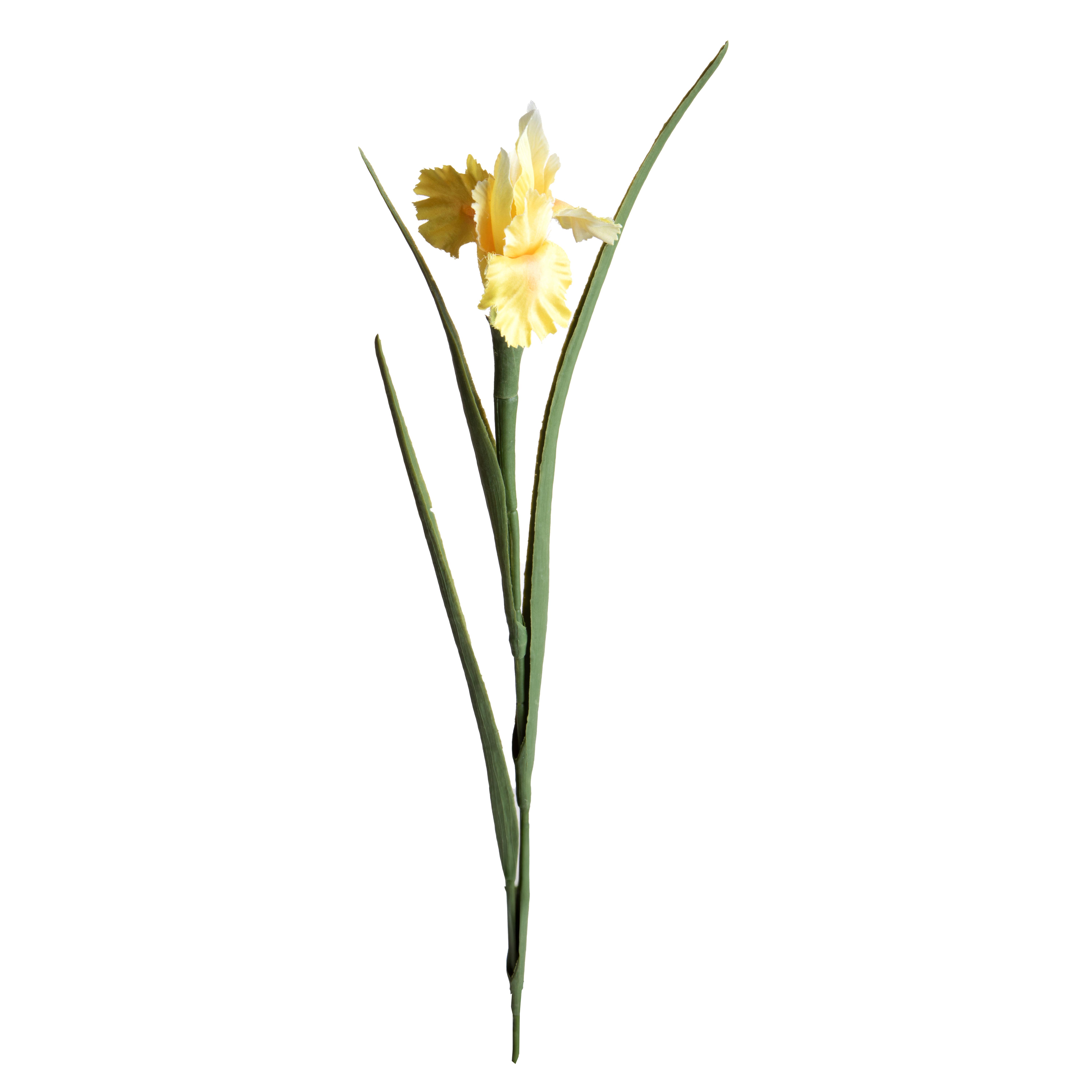 IRIS 70 CM SINGOLO