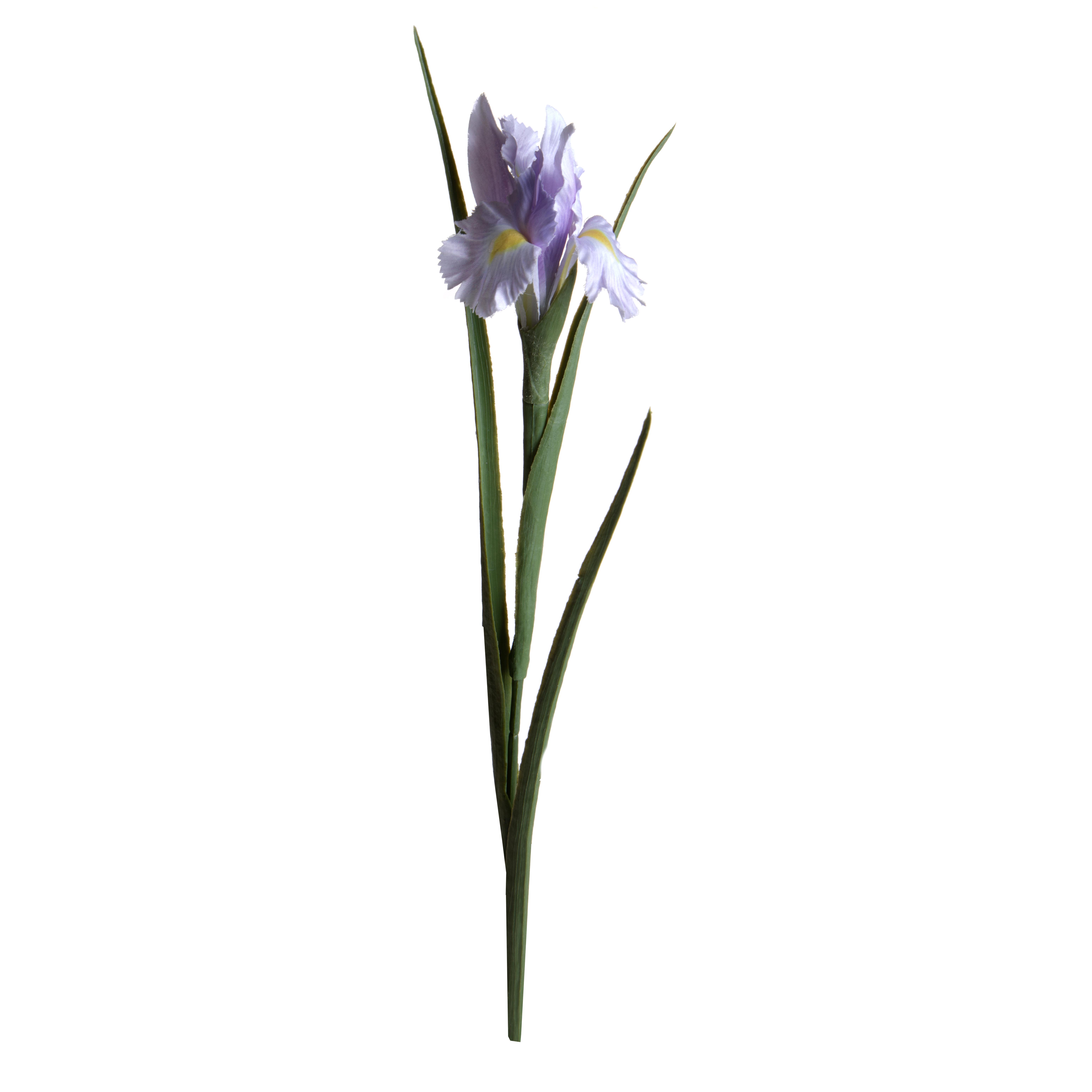 IRIS 70 CM SINGOLO