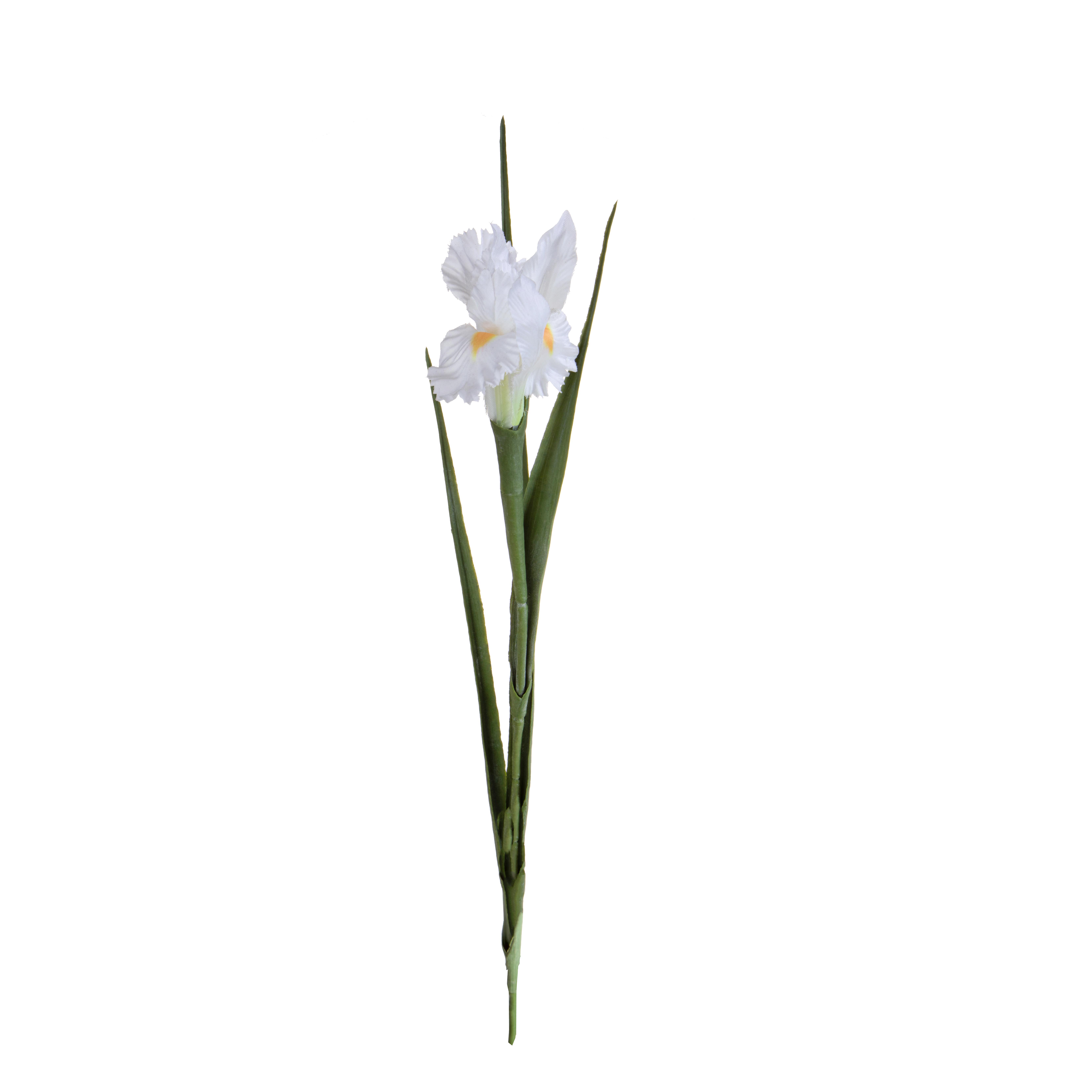IRIS 70 CM SINGOLO