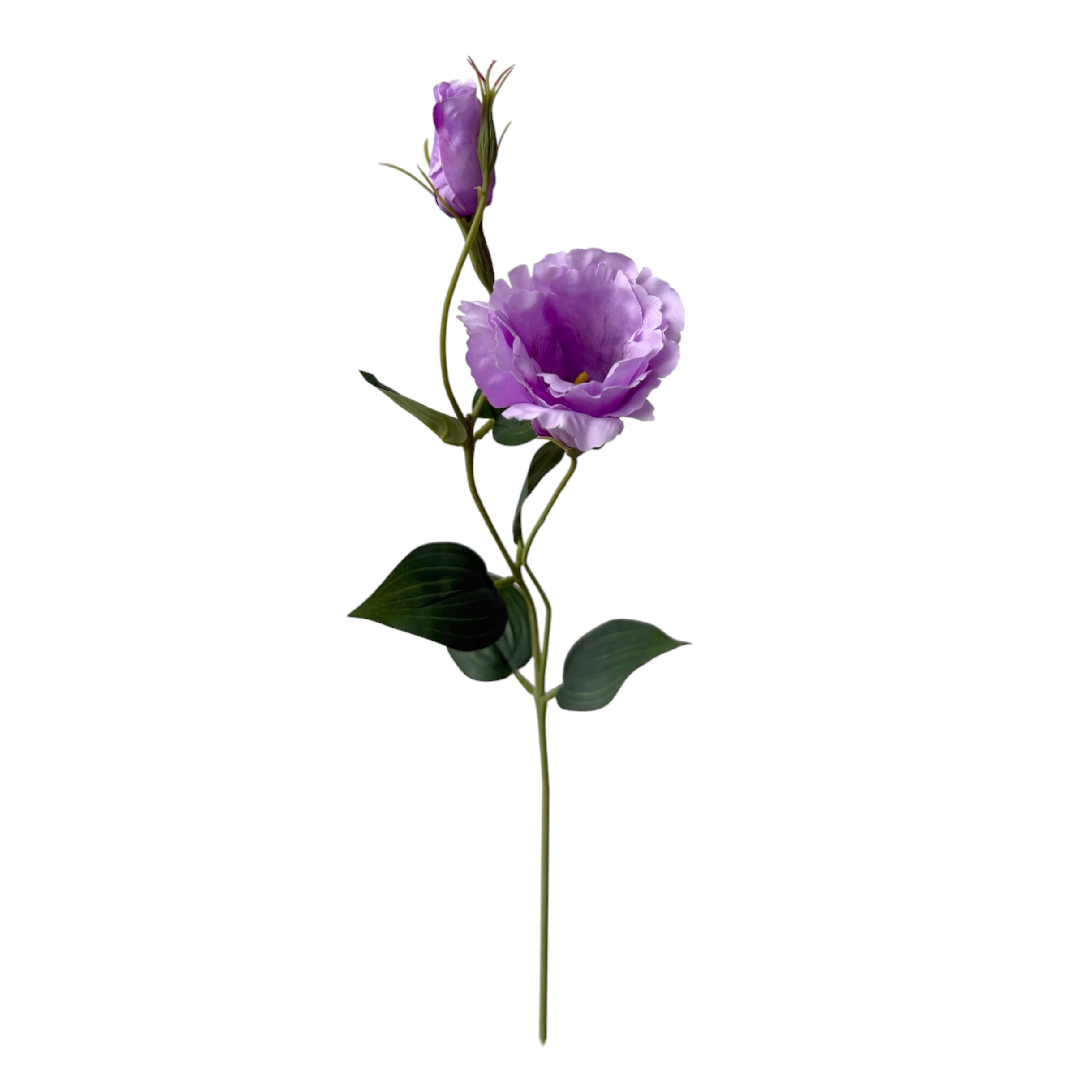 LISIANTHUS X 2 60 CM