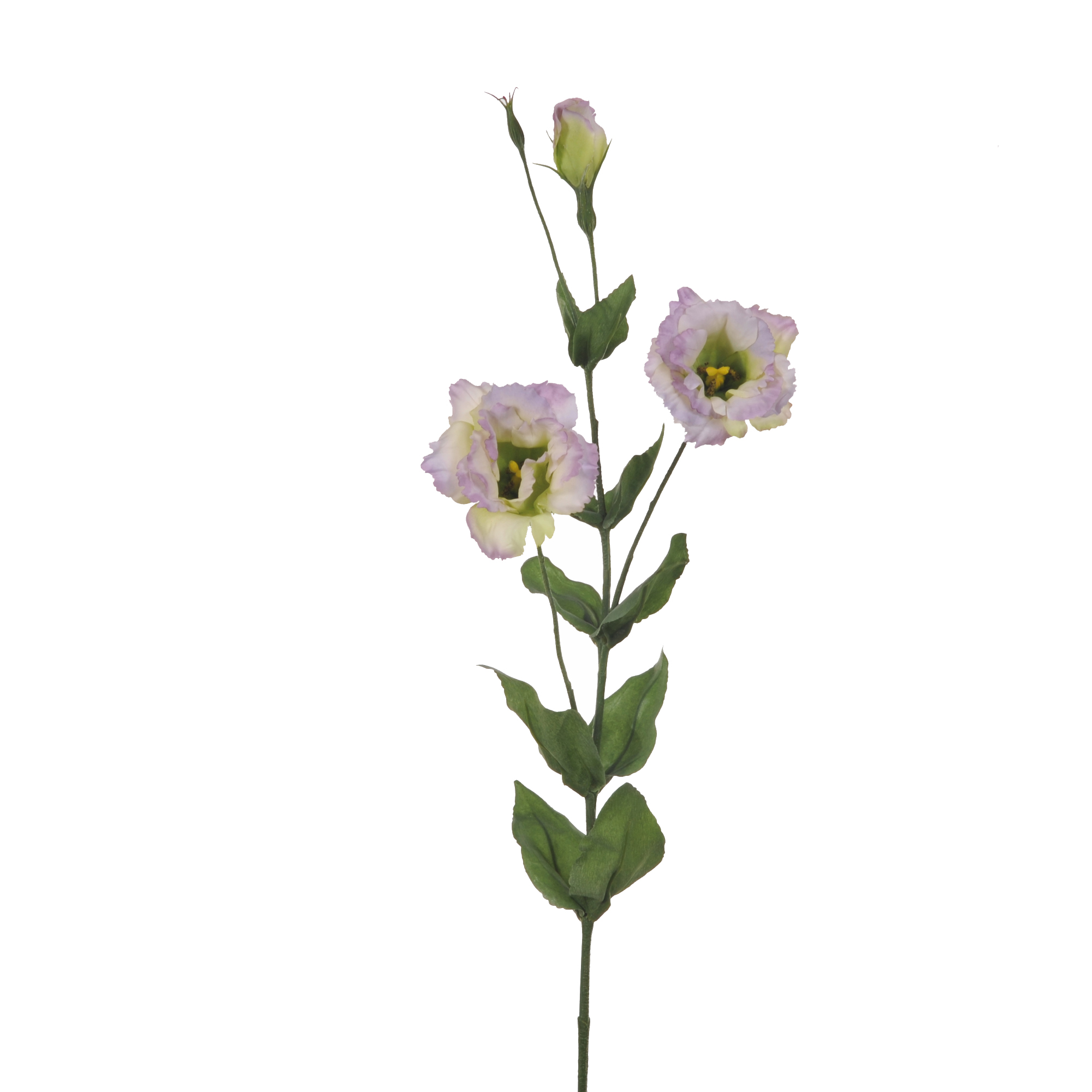 NATURAL PRODUCTS DRIED FLOWERS AND ERBS,NATURAL GRASS,LISIANTHUS X 3 82 CM