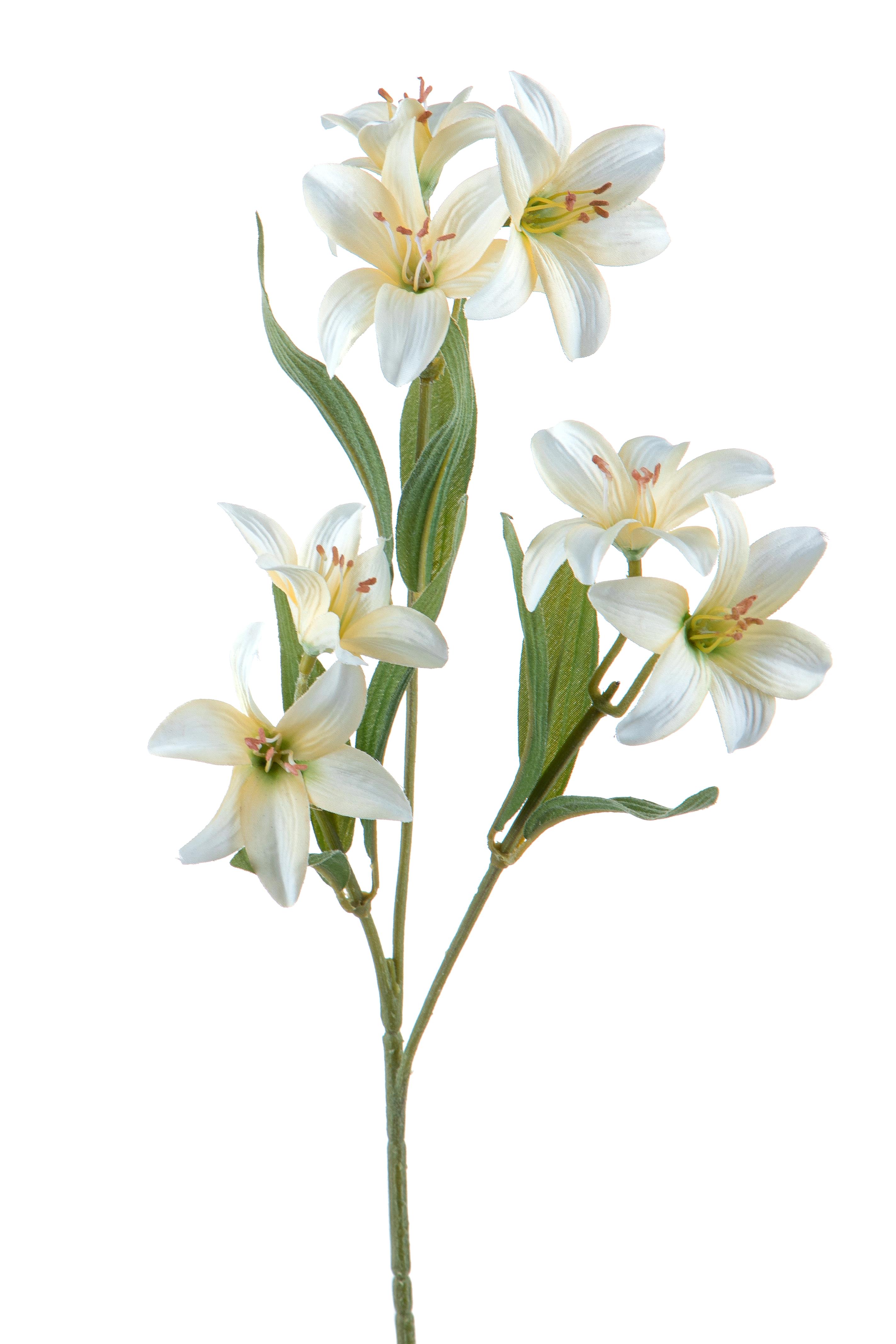 NATURAL PRODUCTS DRIED FLOWERS AND ERBS,NATURAL GRASS,LILIUM MINI FLOWER H.56 CM