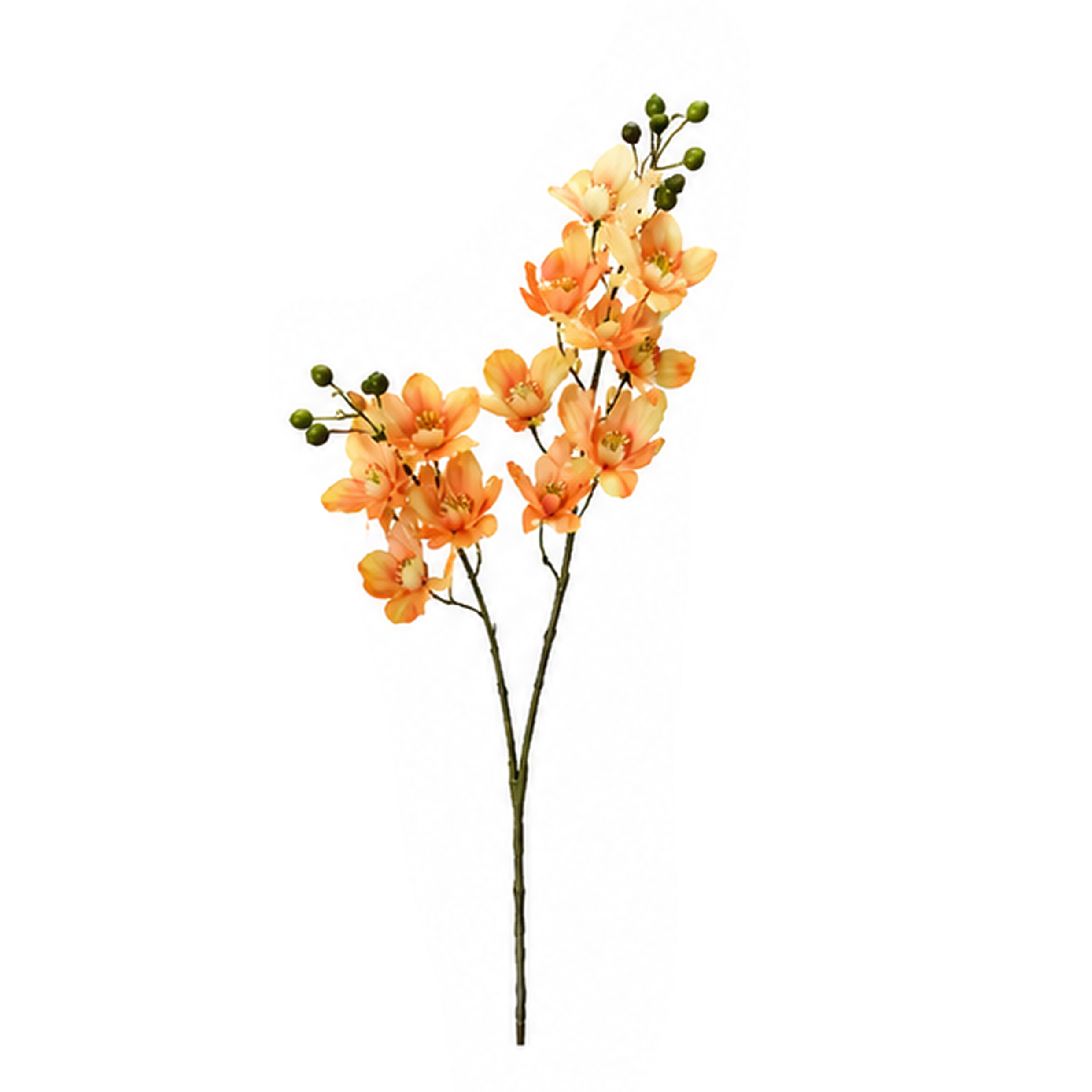 ORCHIDEA X 2 H.62 CM 12 FIORI/8 BOCCI