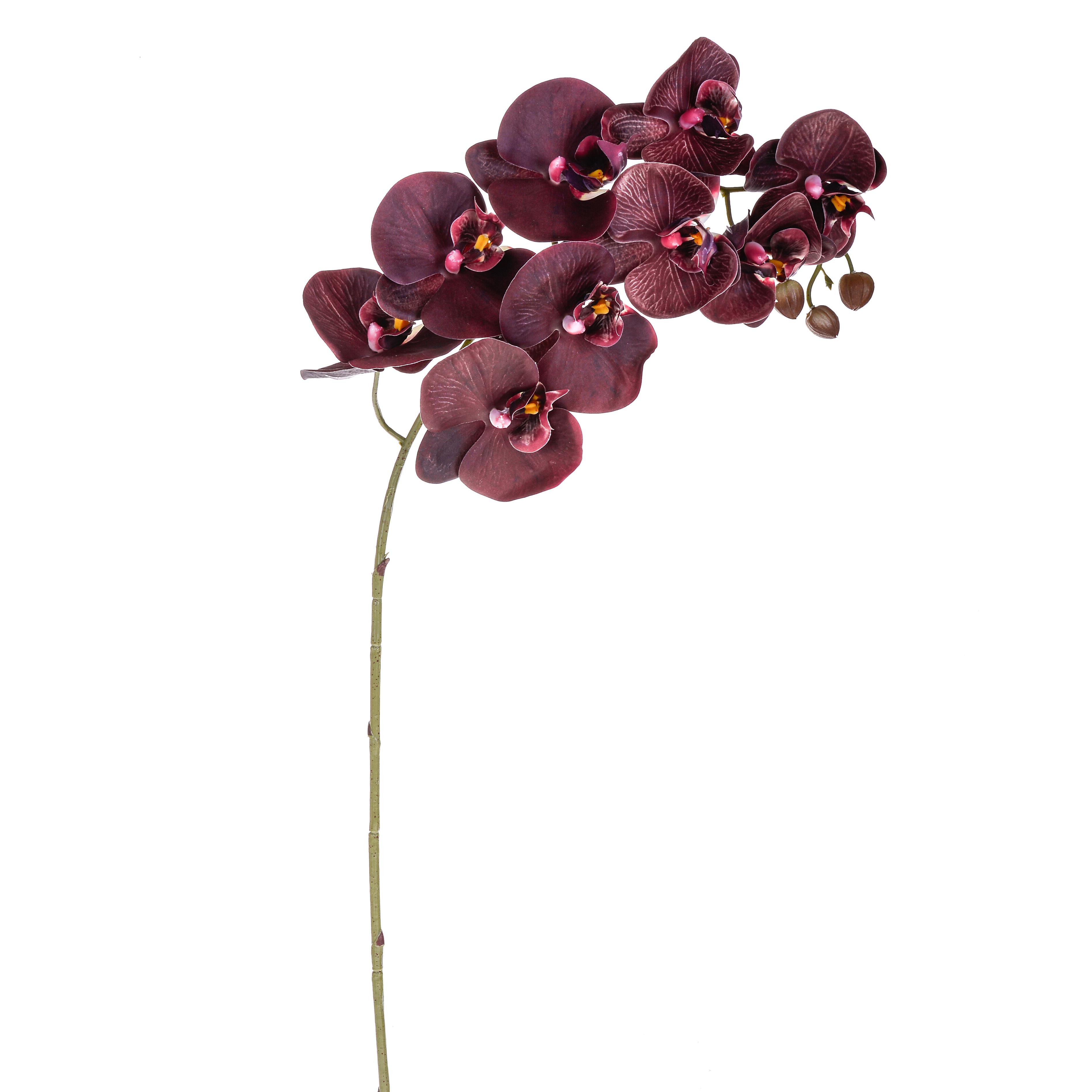PHALAENOPSIS X 9 91 CM REAL TOUCH