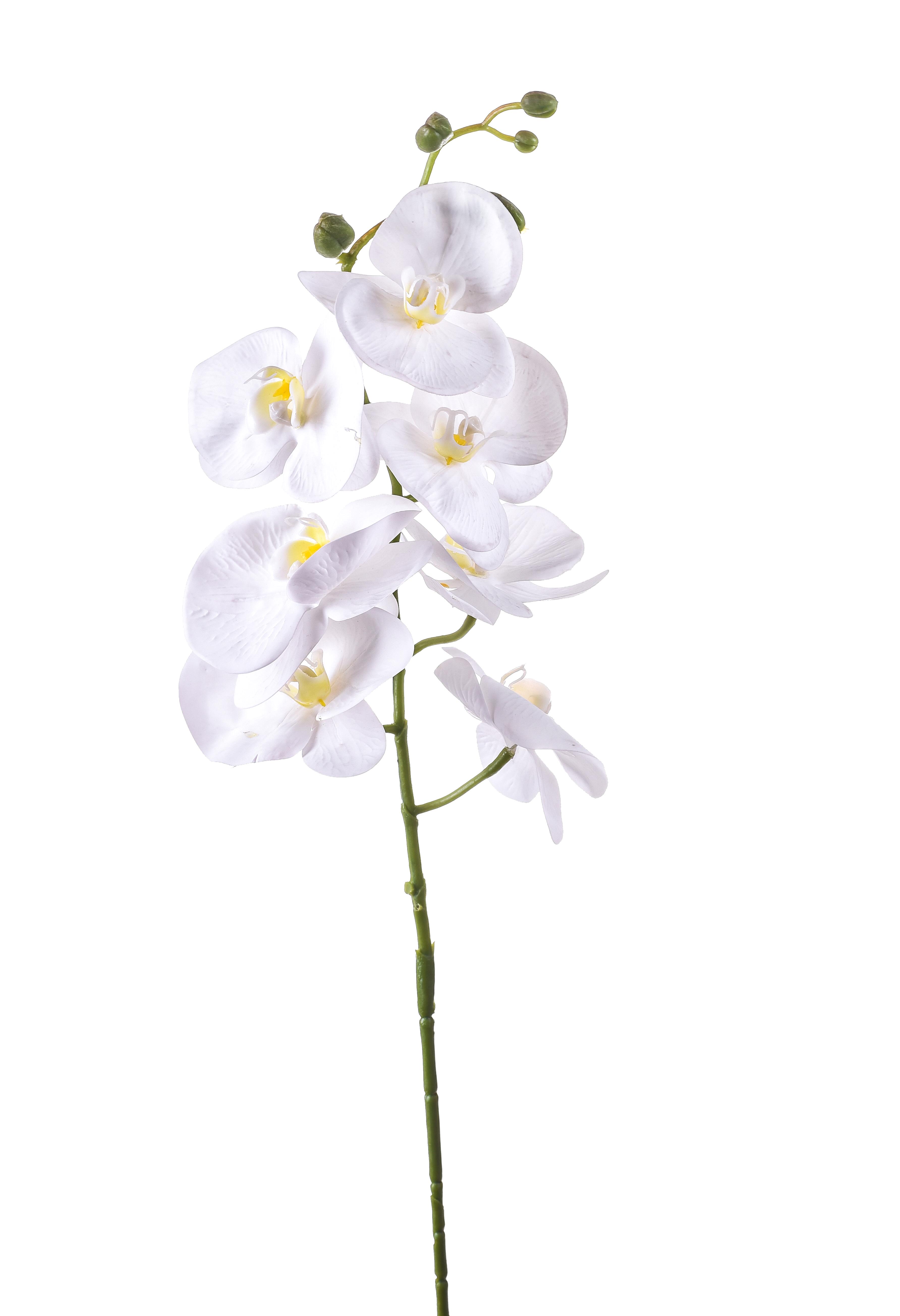 PHALAENOPSIS X 7 96 CM