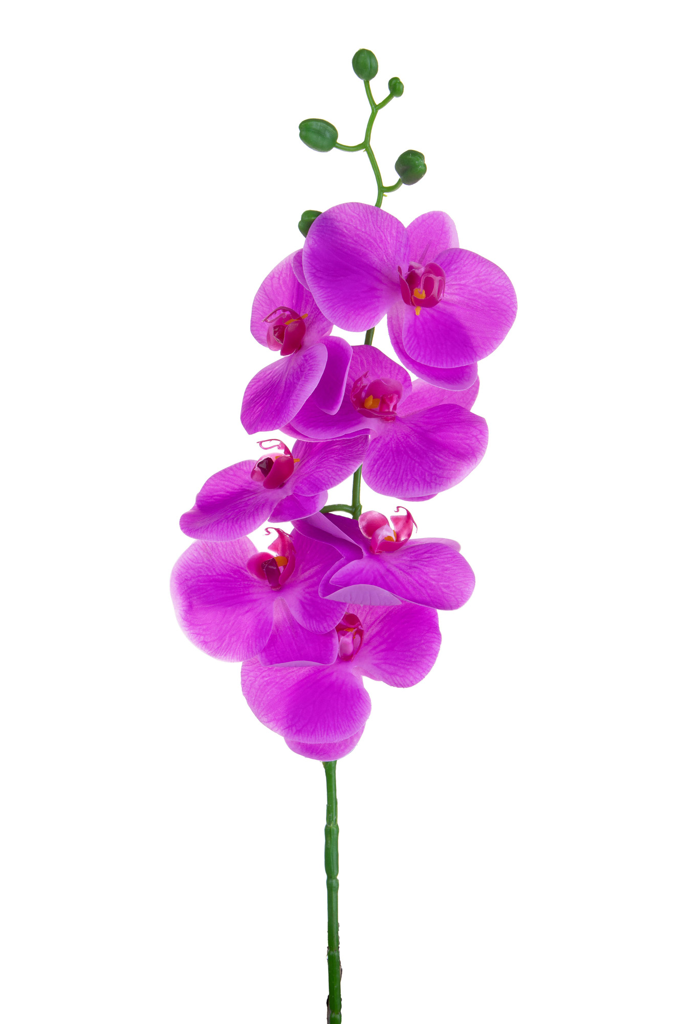 PHALAENOPSIS X 7 96 CM