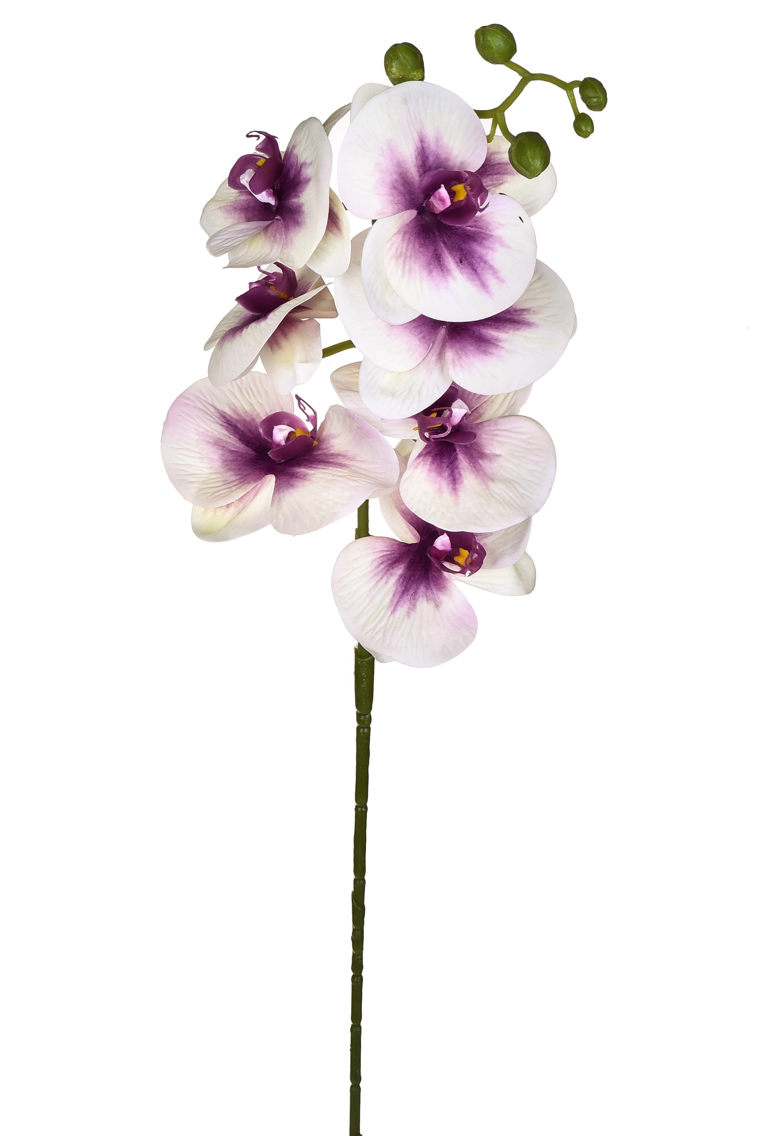 PHALAENOPSIS X 7 96 CM