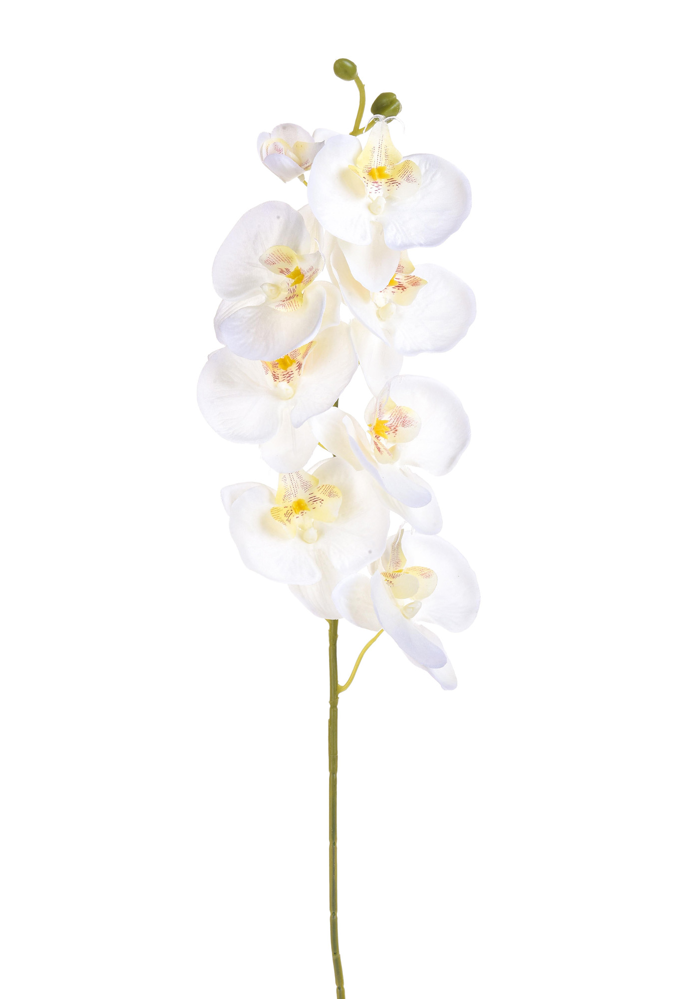 PHALAENOPSIS X 8 65 CM