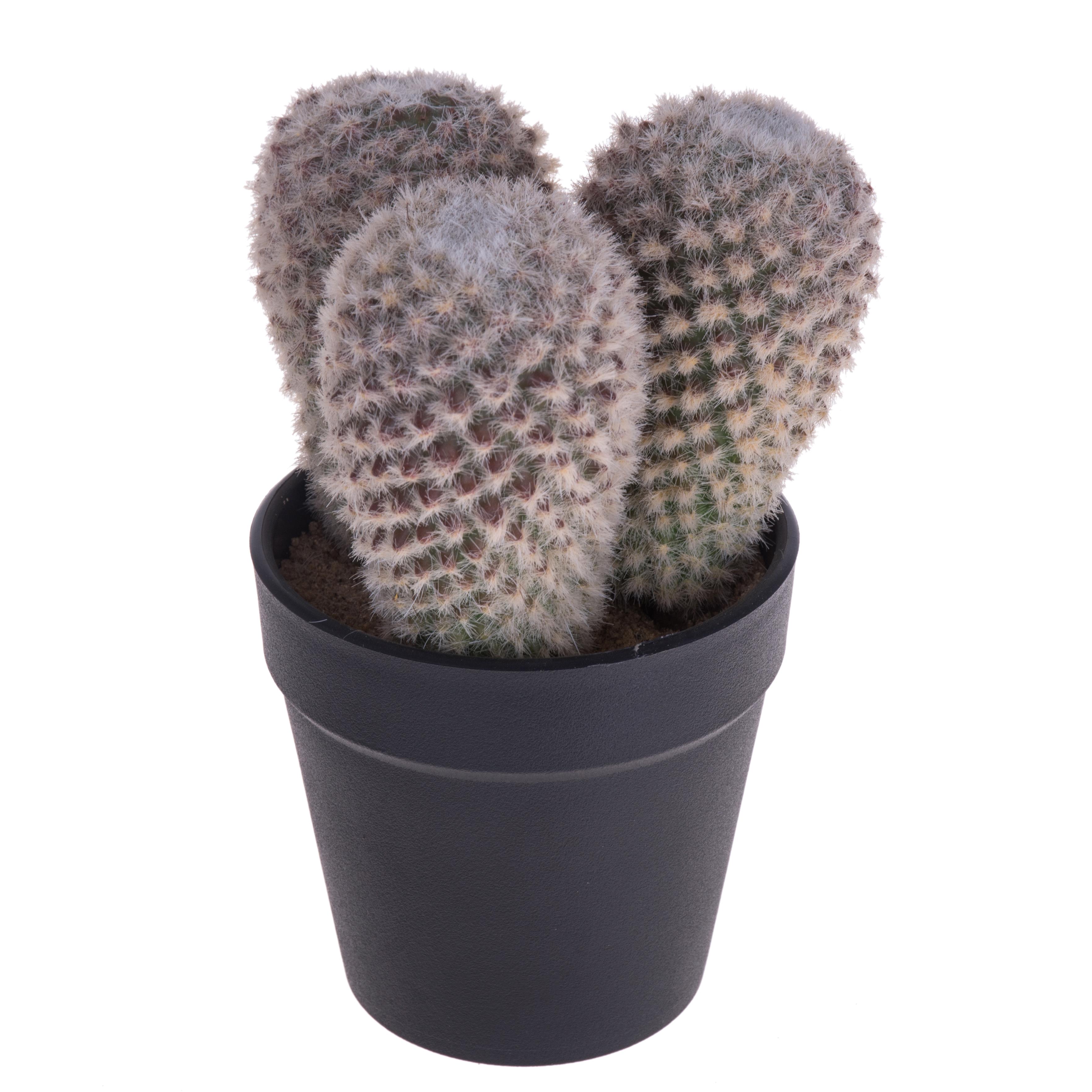 CACTUS X 3 C/VASODM 9.5 H. 16 CM