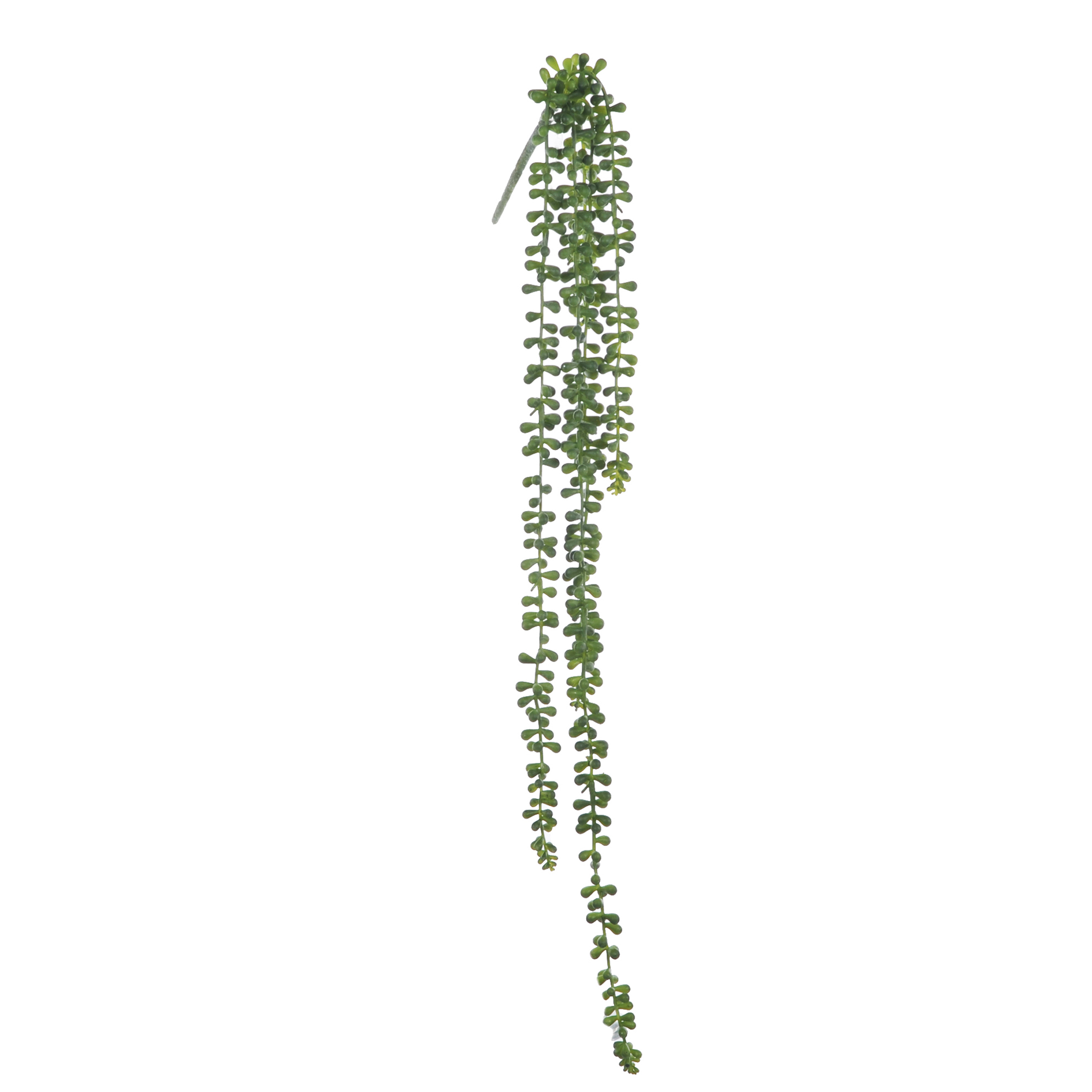 Plantes, Grimpeurs à feuilles persistantes, SEDUM PENDENTE X 5 74 CM