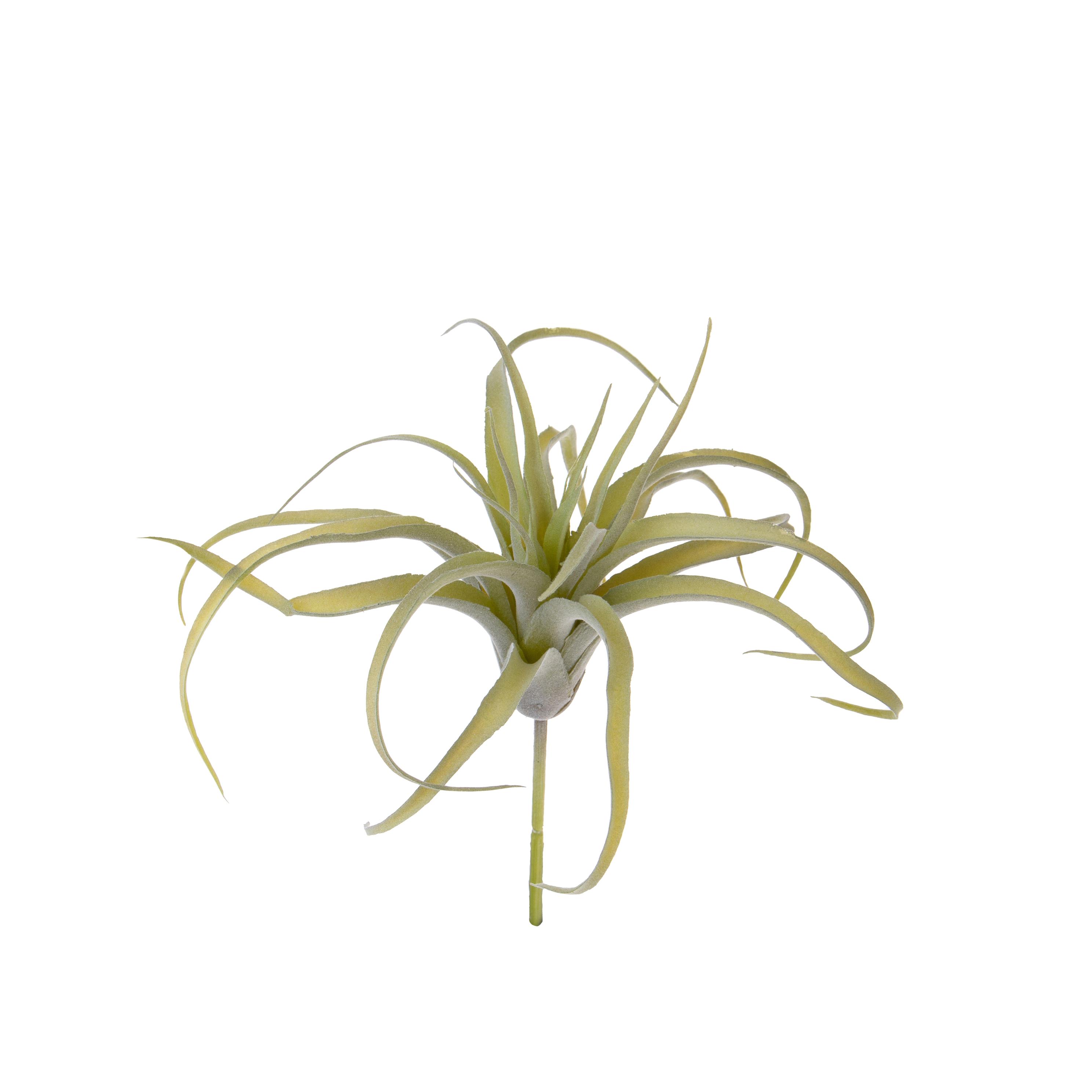 TILLANDSIA X 21 25 CM