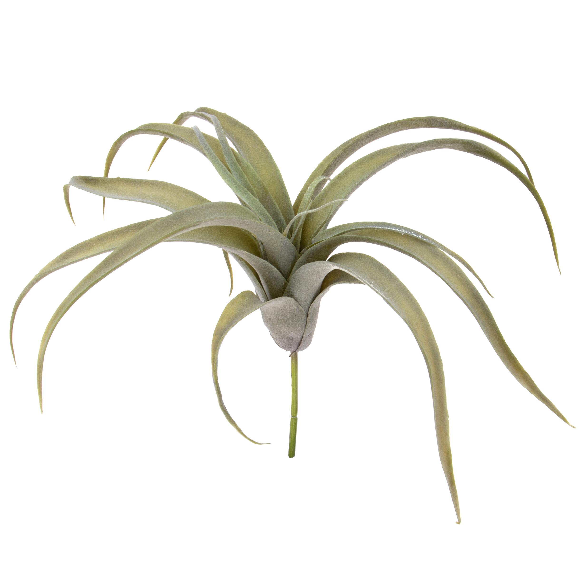TILLANDSIA X 19 D.50X43 CM