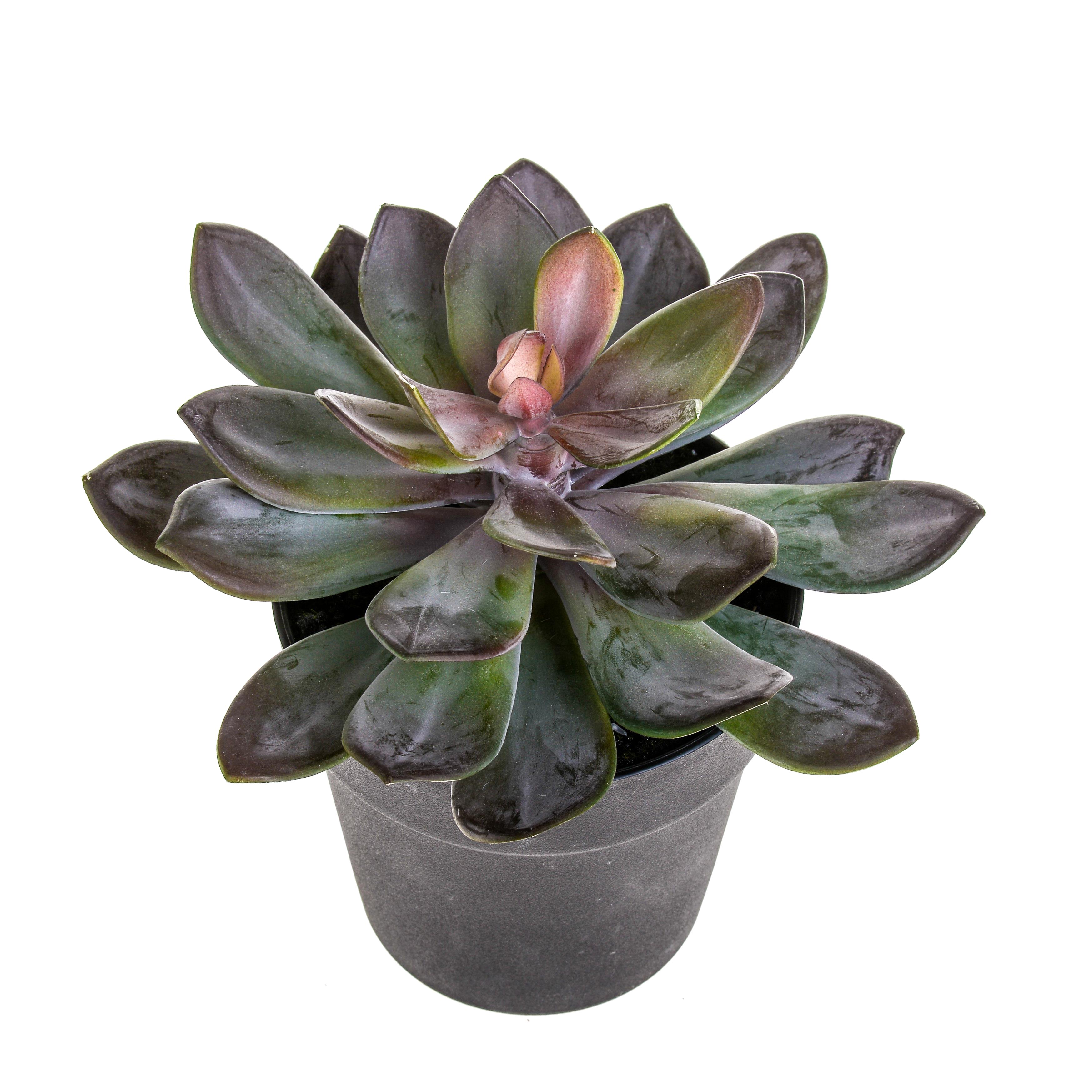 SUCCULENT C/VASO DM 22 H20 CM