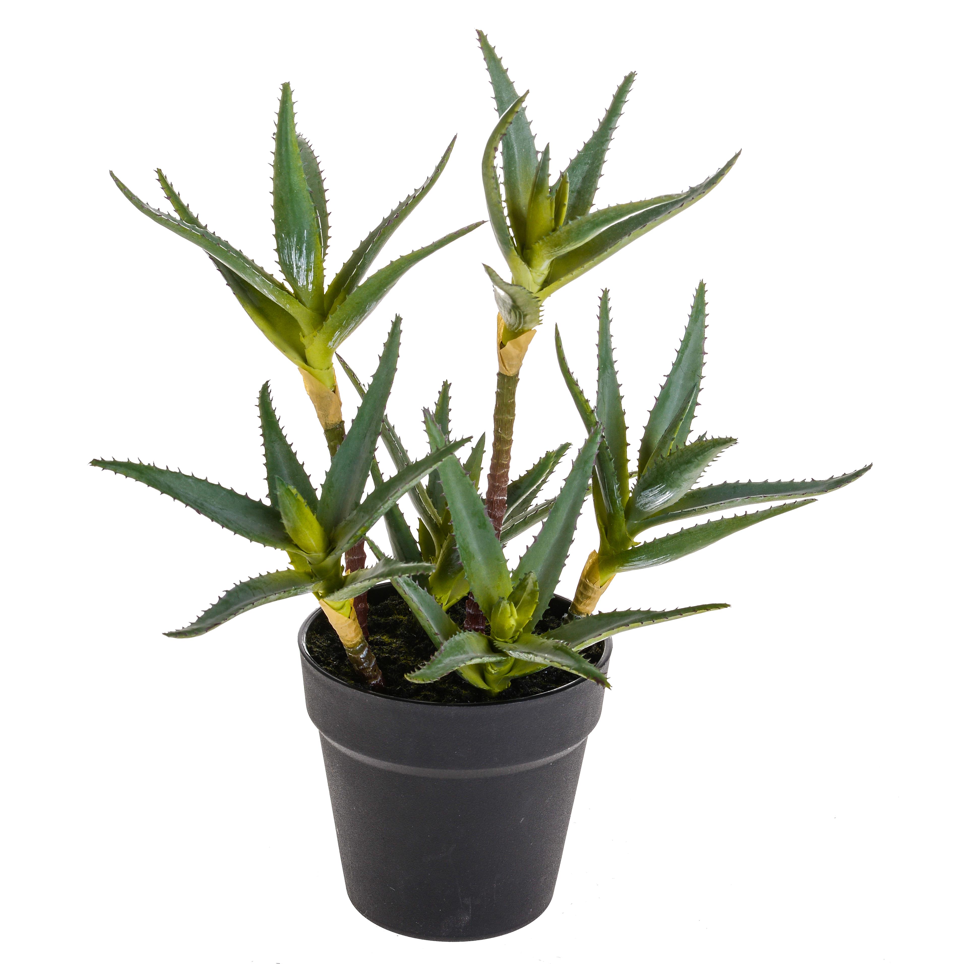 ALOE X 6 C/VASO 39 CM