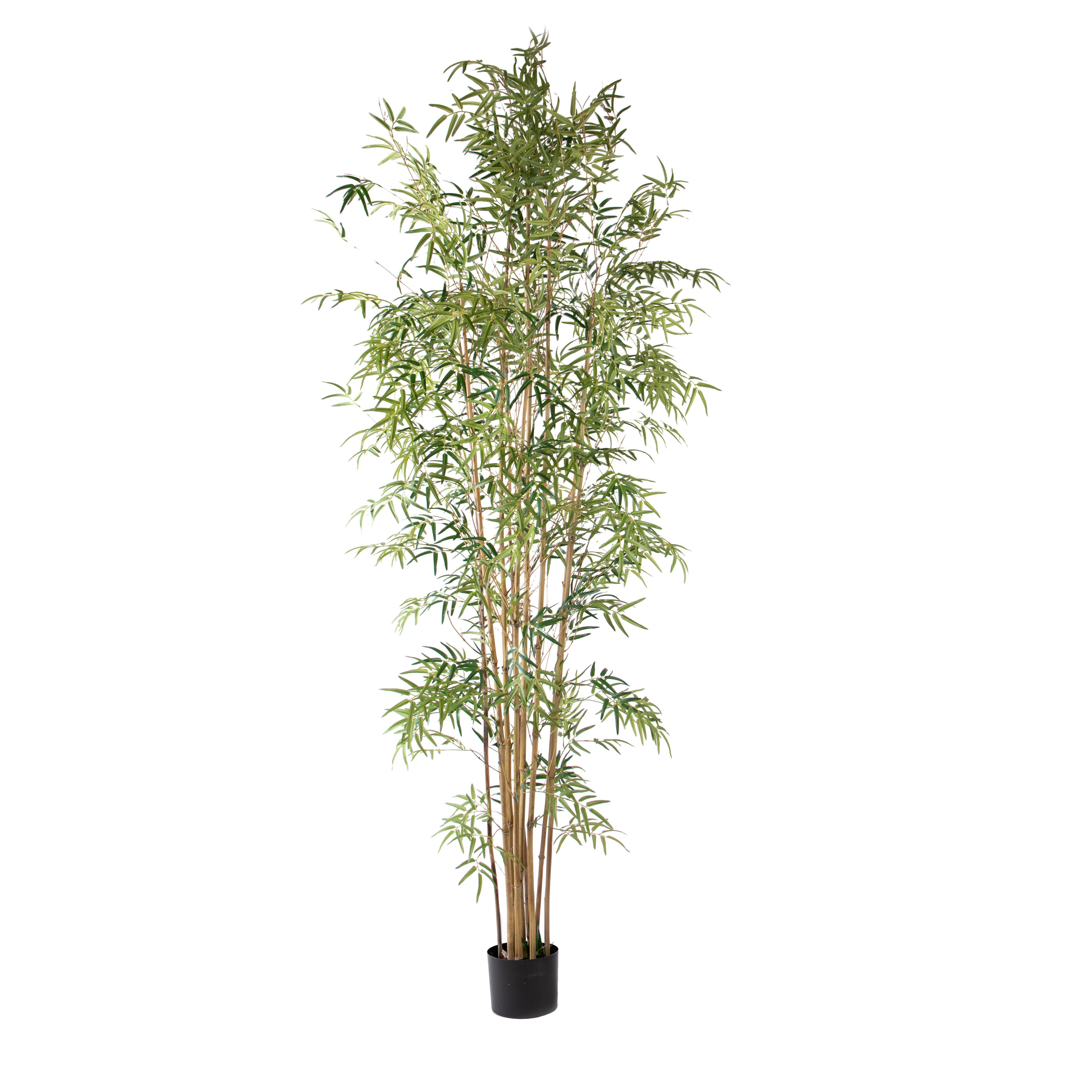 BAMBOO 260 CM X 9 3020 FGL C/VASO