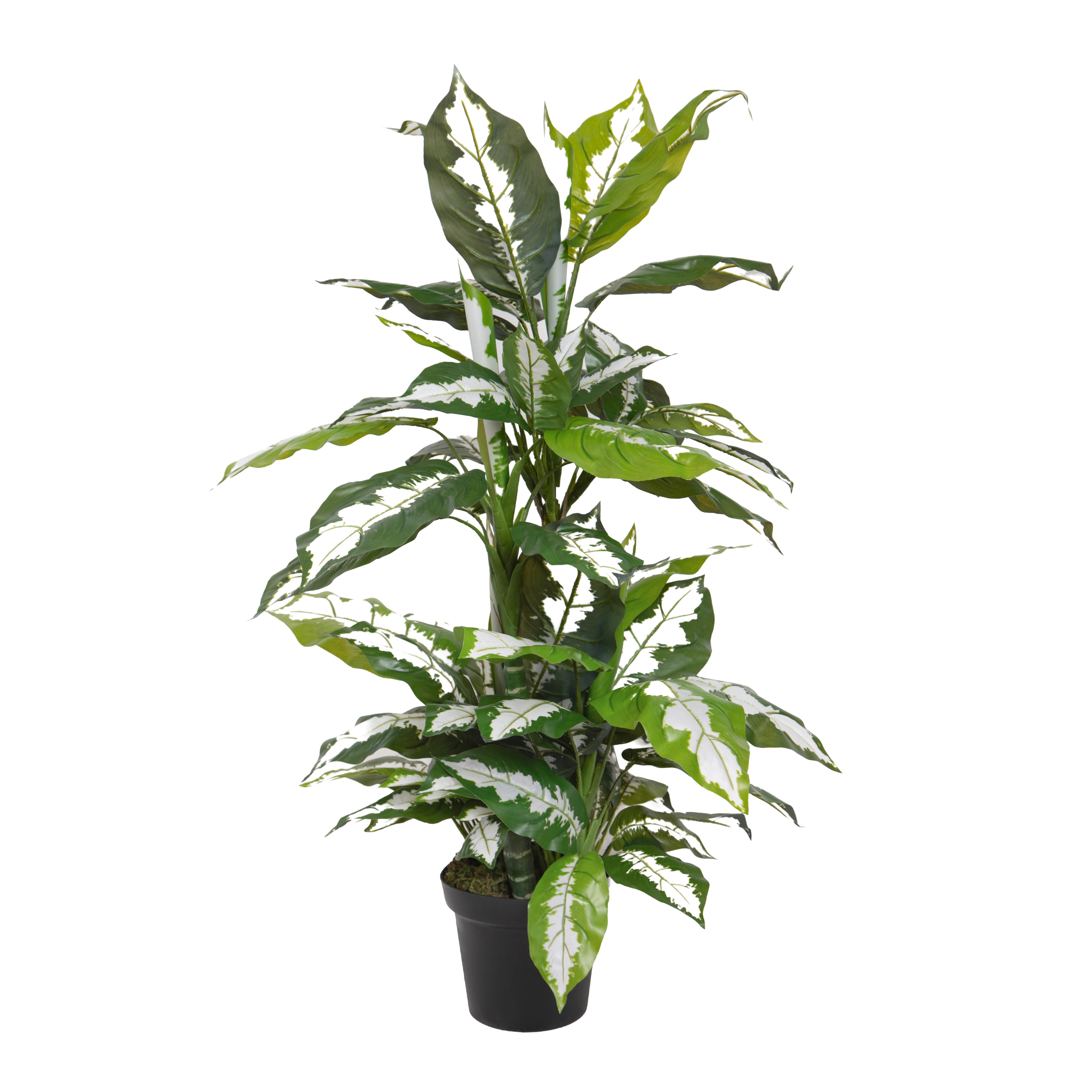 DIFFEMBACINA 100 CM 72 FGL C/VASO