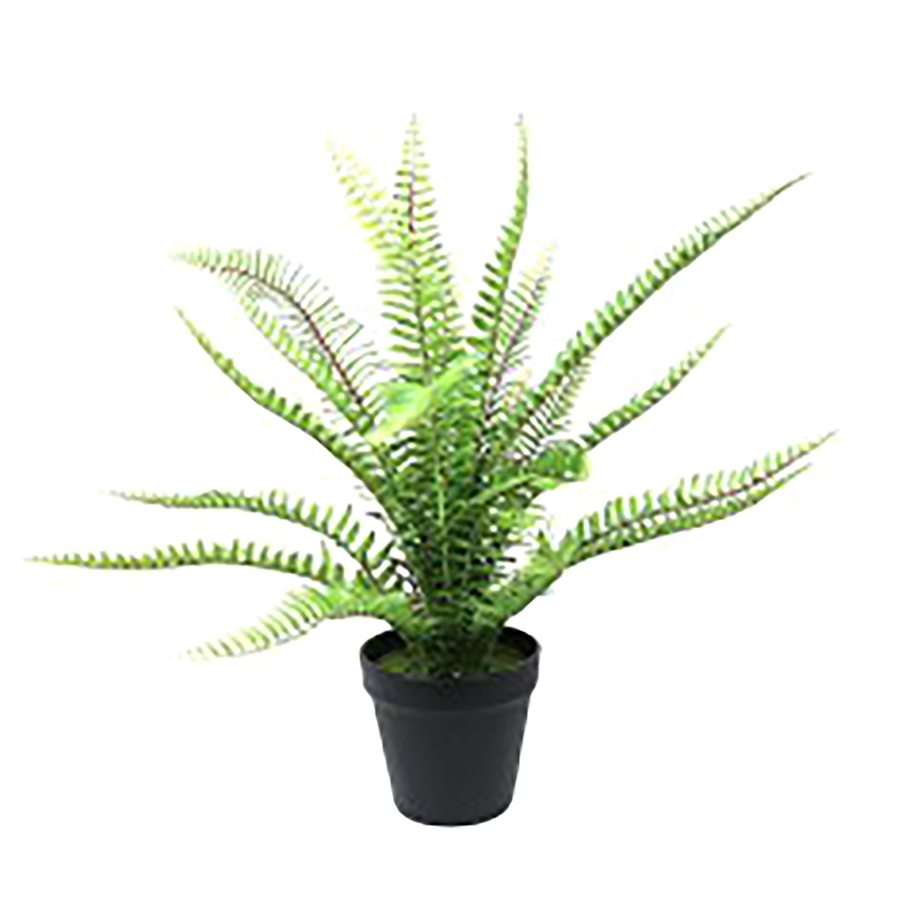 FELCE H.50 CM C/VASO
