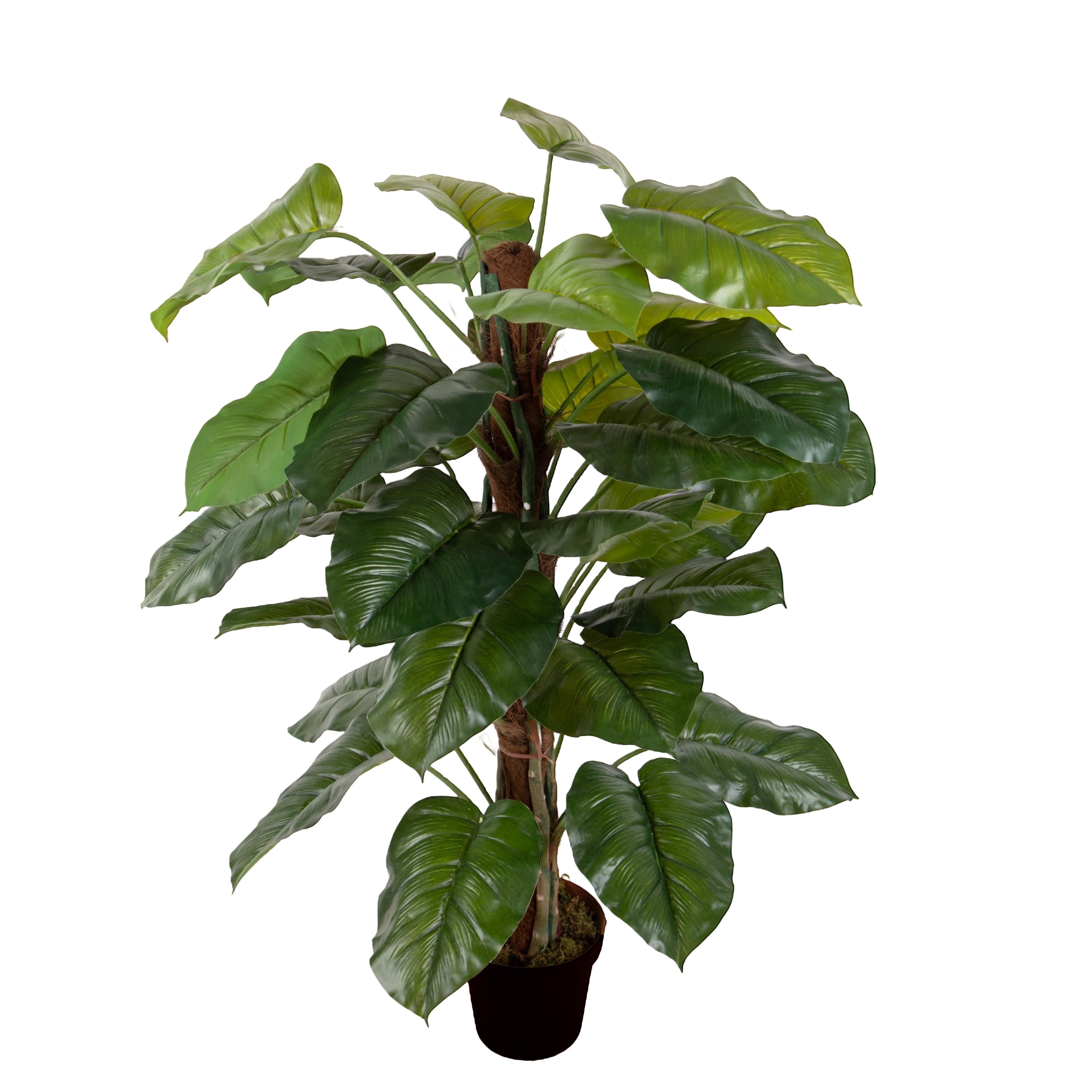 POTHOS 120 CM 36 FGL C/TUTORE C/VASO