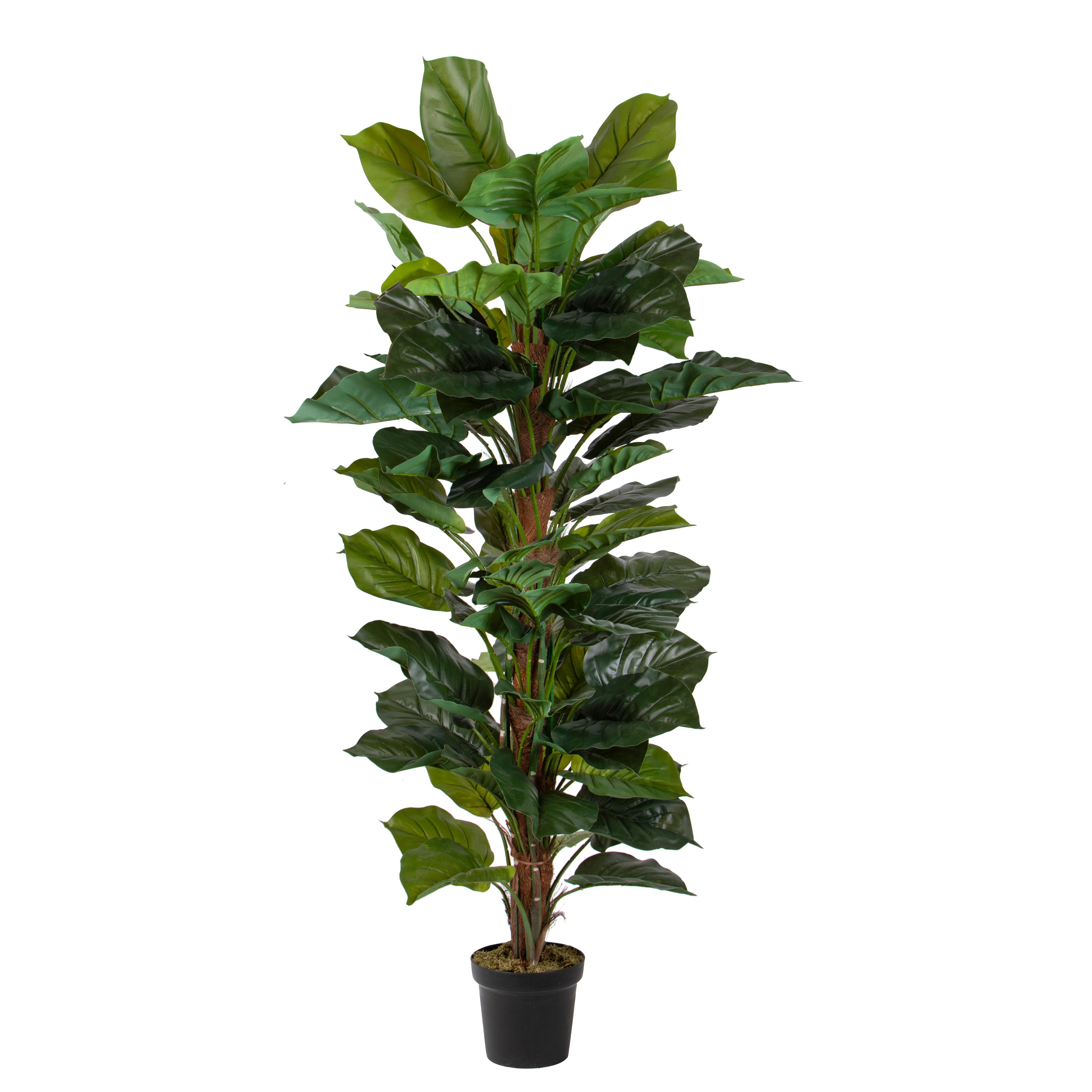 POTHOS 185 CM C/TUTORE C/VASO 80 FGL