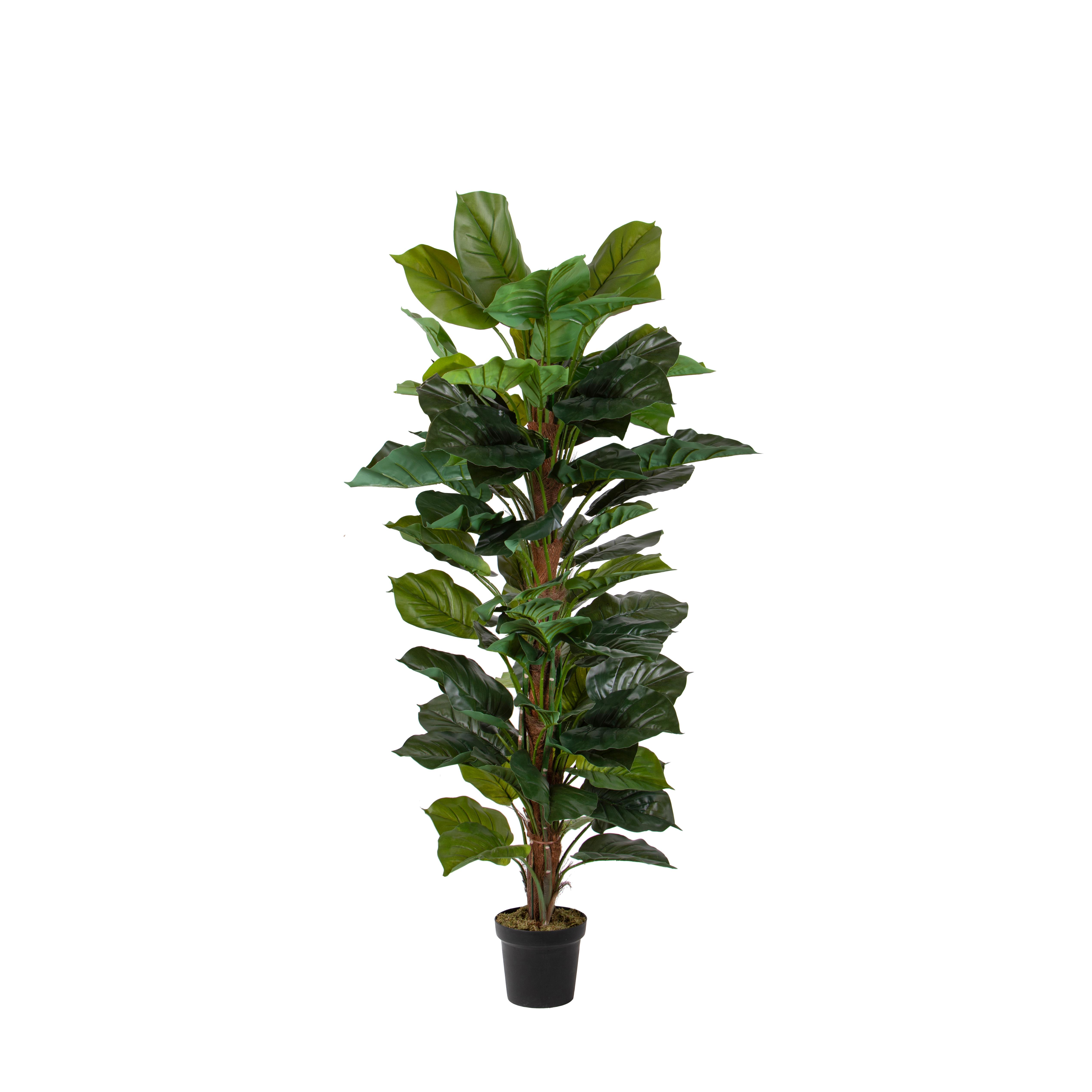 POTHOS 150 CM C/TUTORE C/VASO