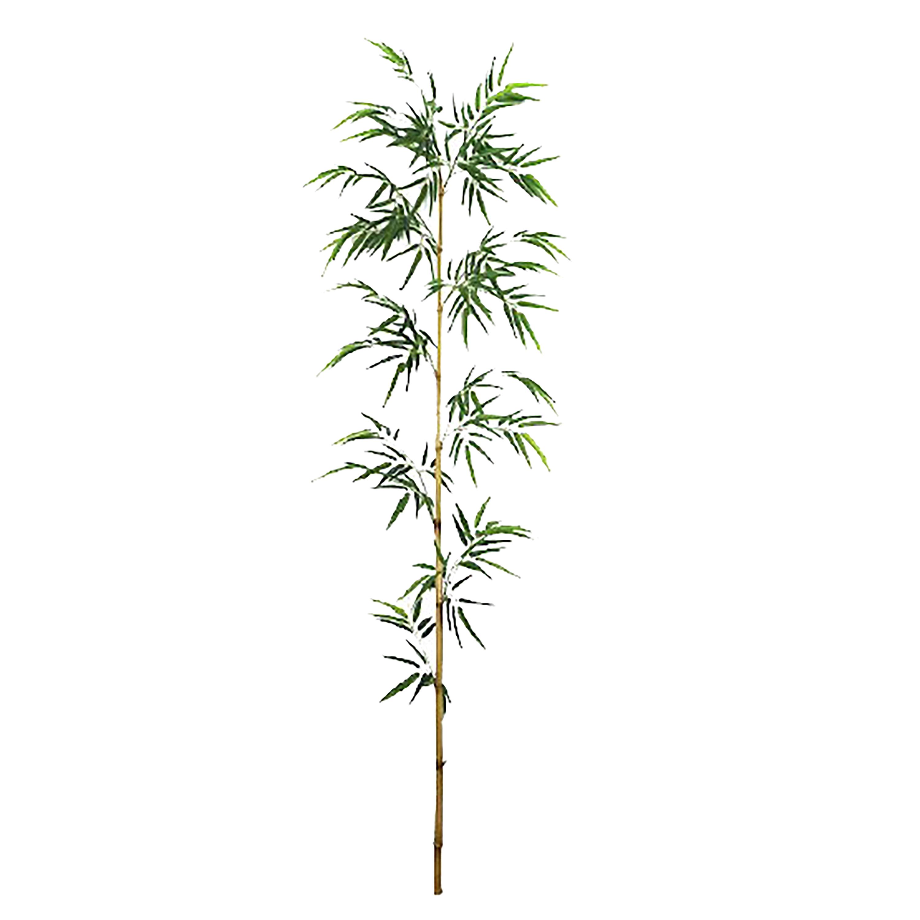 CANNA BAMBOO H.200 CM