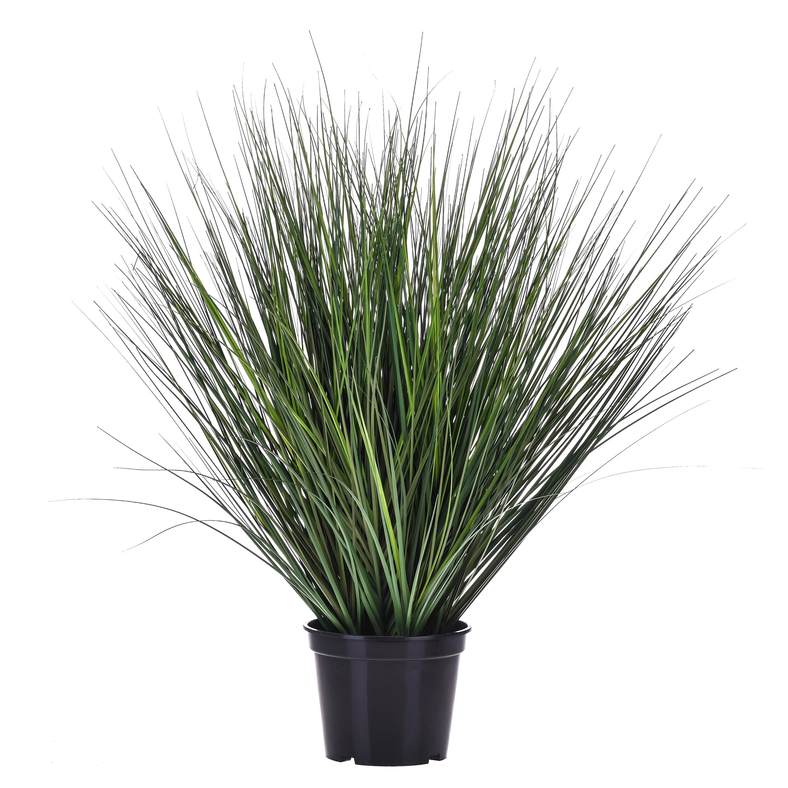 BEARGRASS 76 CM C/VASO