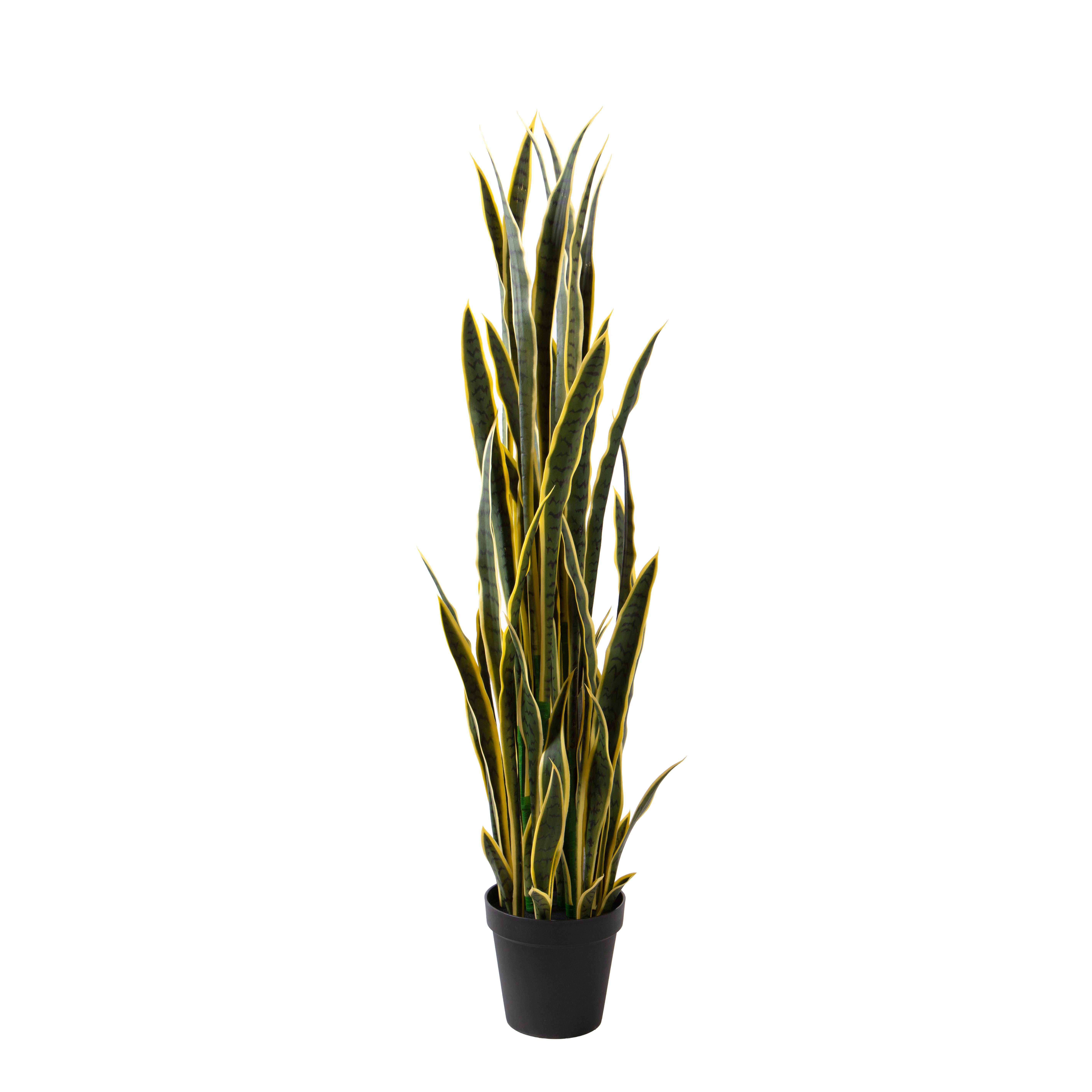 SANSEVIERIA 148 CM 12 FGL C/VASO