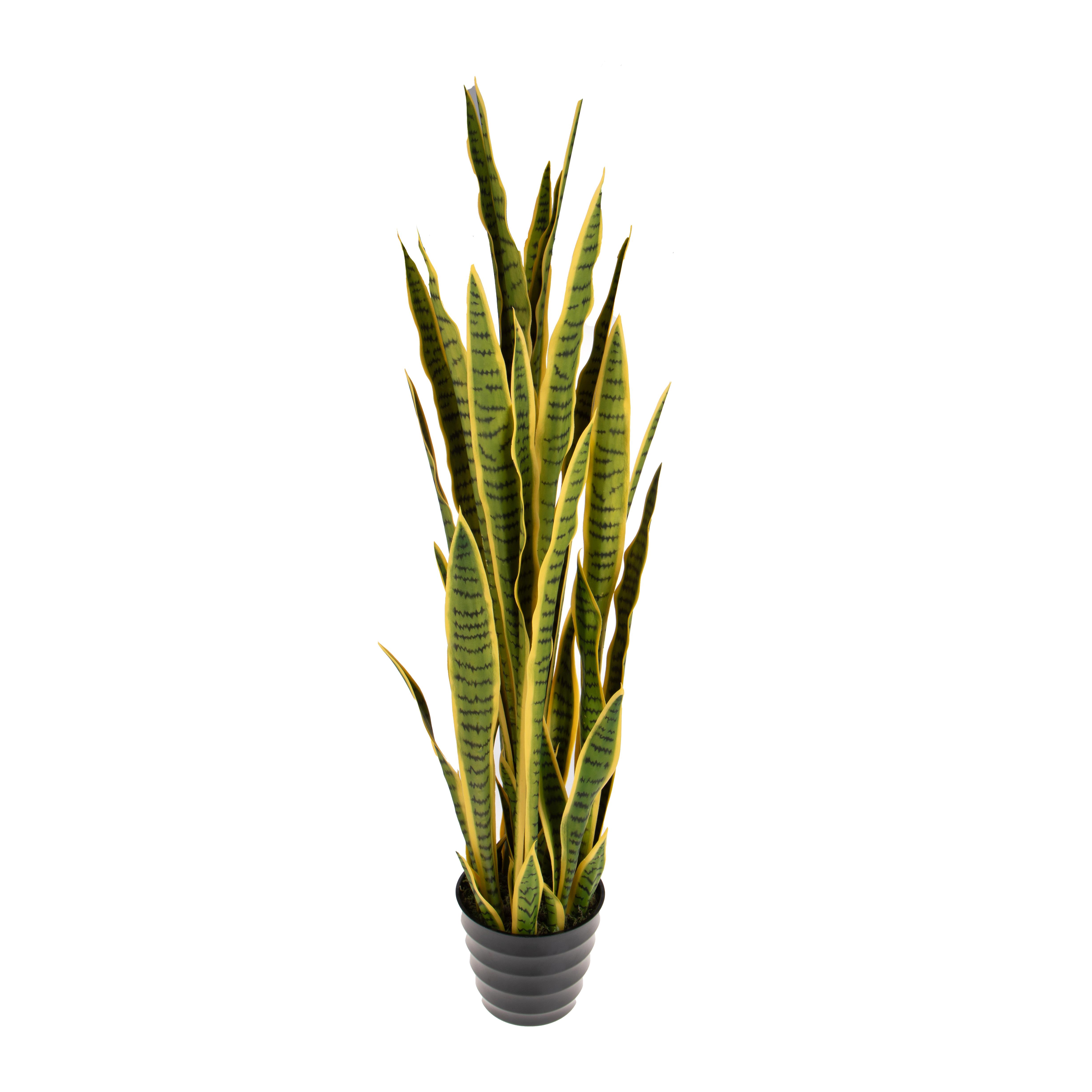 SANSEVERIA 120 CM TRIFASCIATA C/VASO