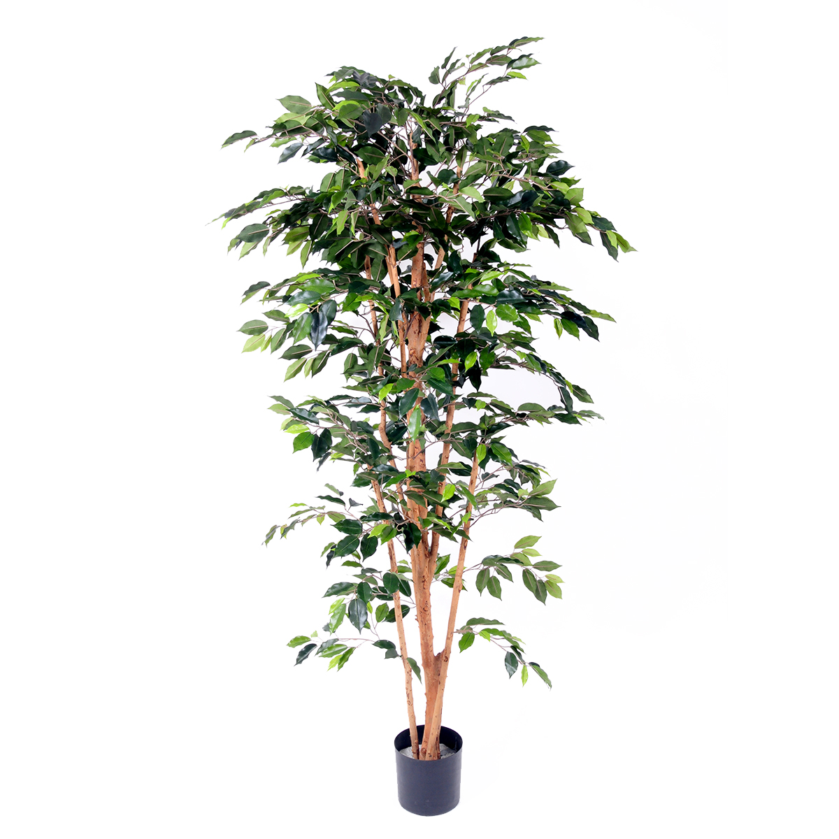 FICUS 180 CM NITIDA 1296 FGL C/VASO