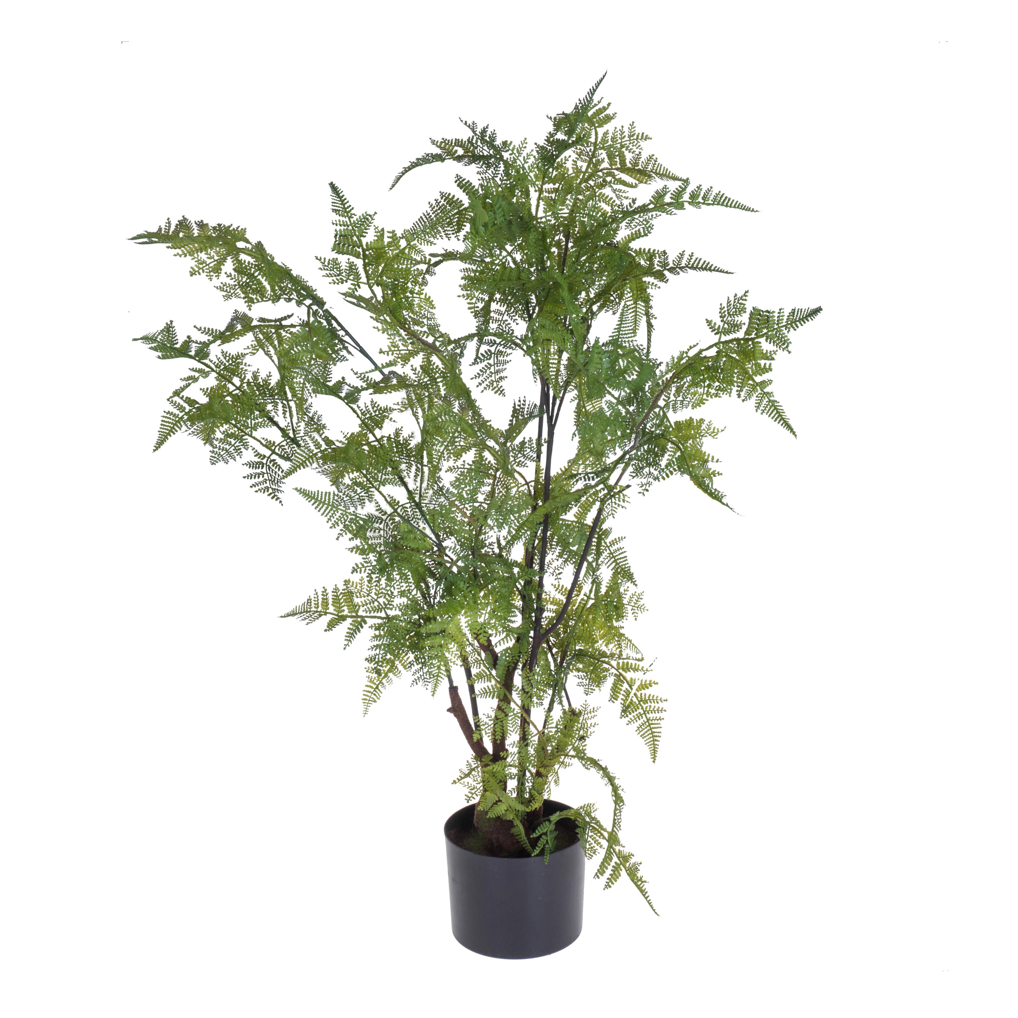 PIANTA FELCE 80 CM C/VASO