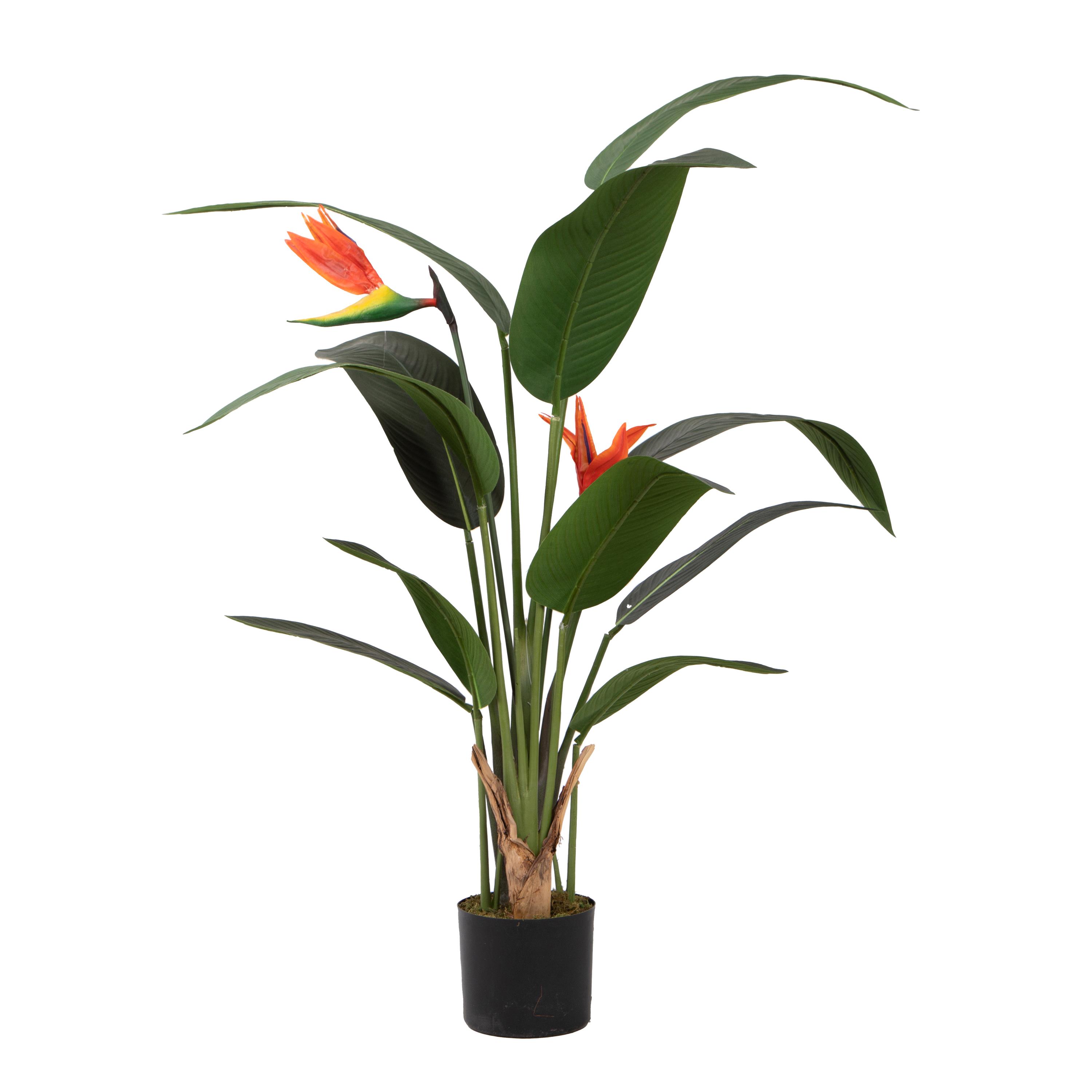 STERLIZIA 153 CM C/VASO