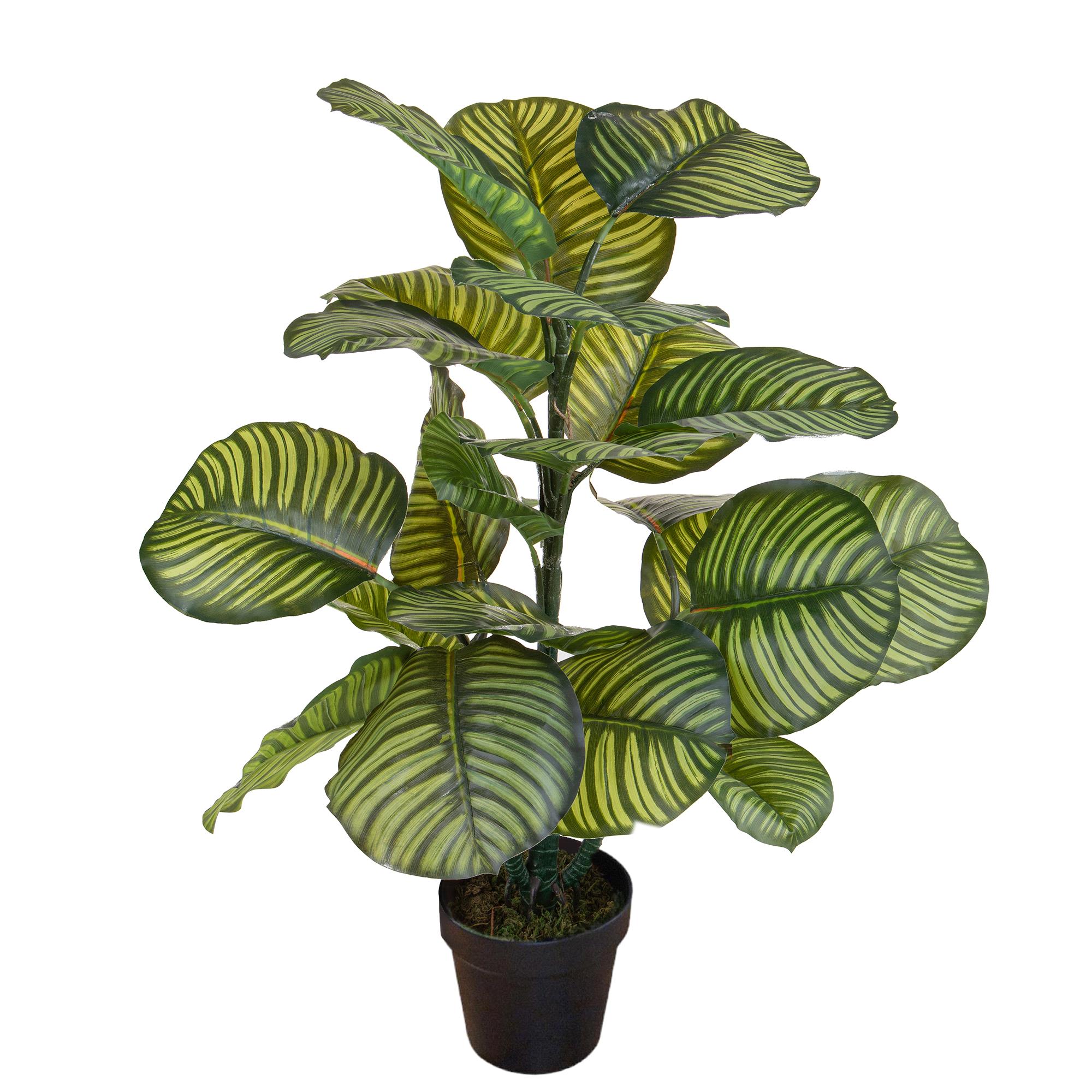 CALATHEA 85CM 22 FGL C/VASO