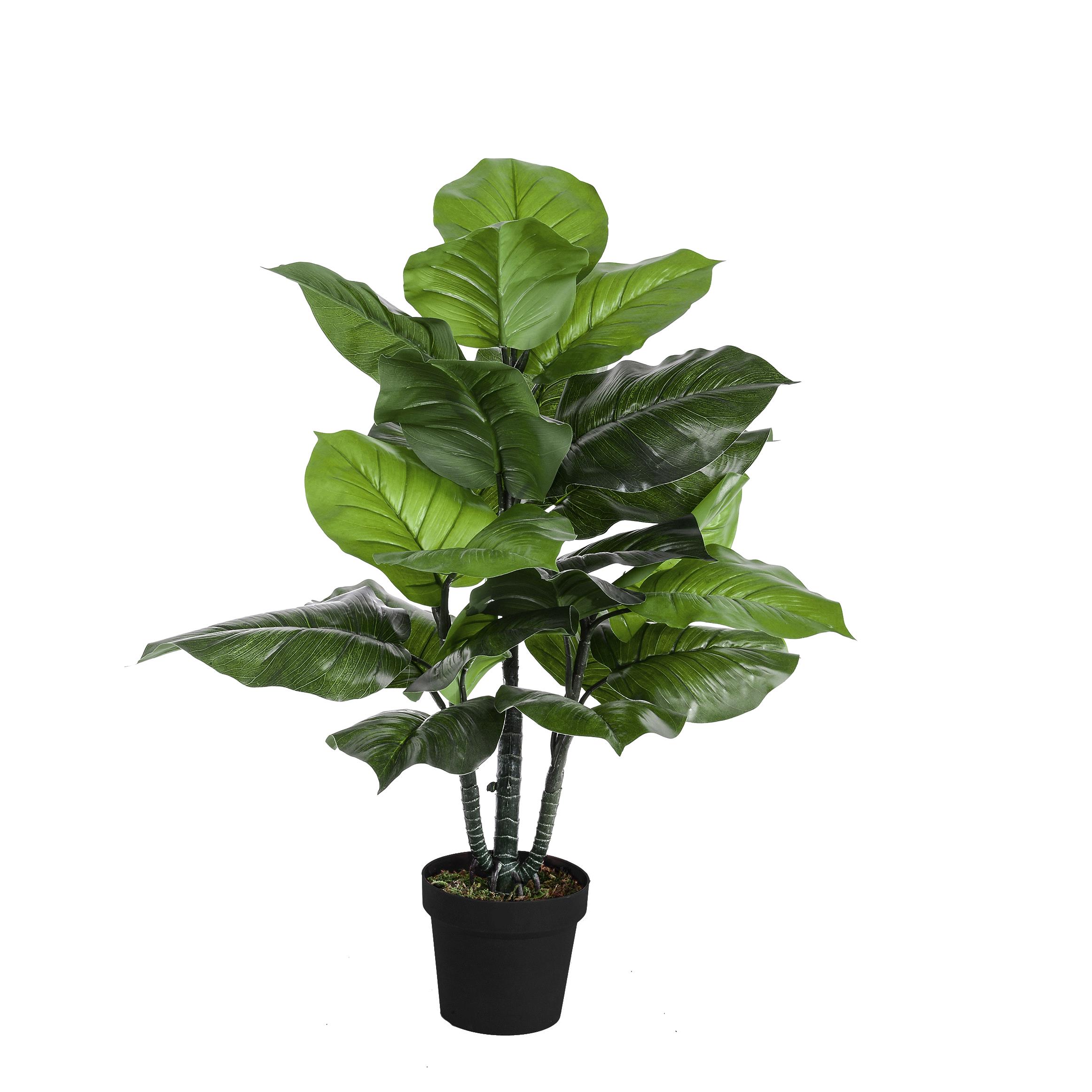 POTHOS 75 CM 22 FGL C/VASO
