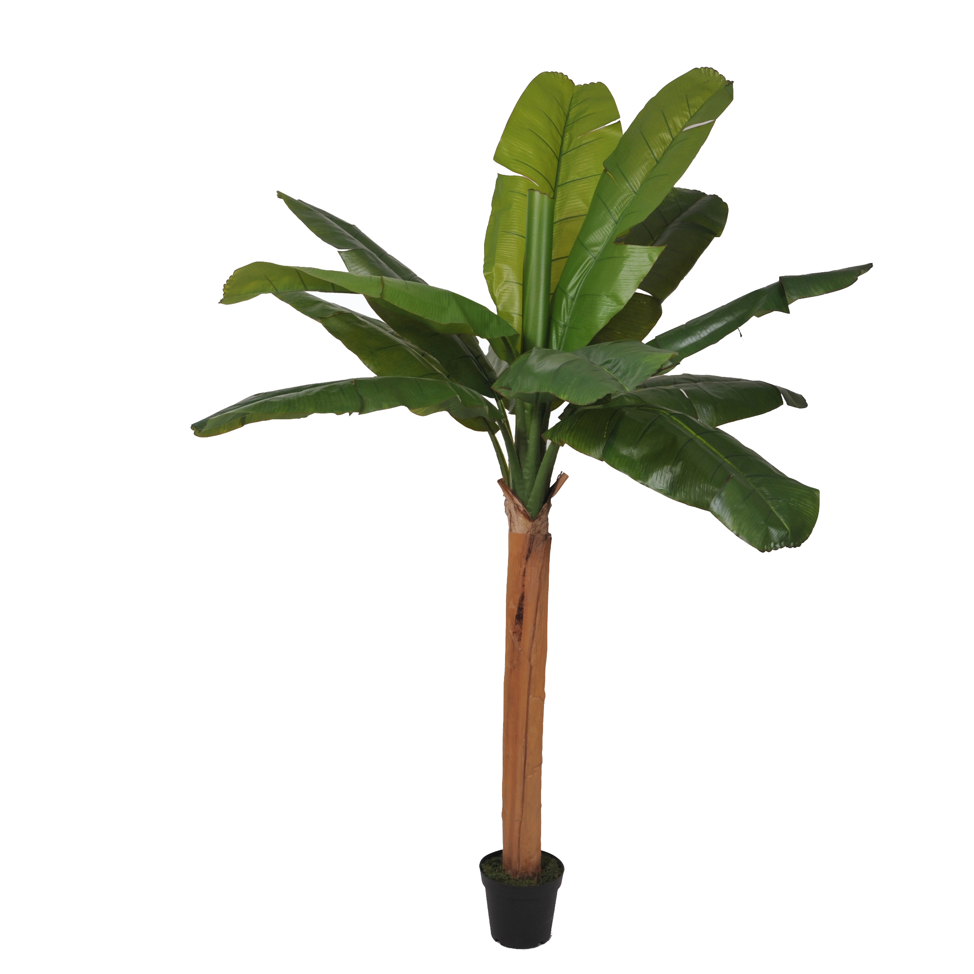 BANANO 250 CM C/VASO