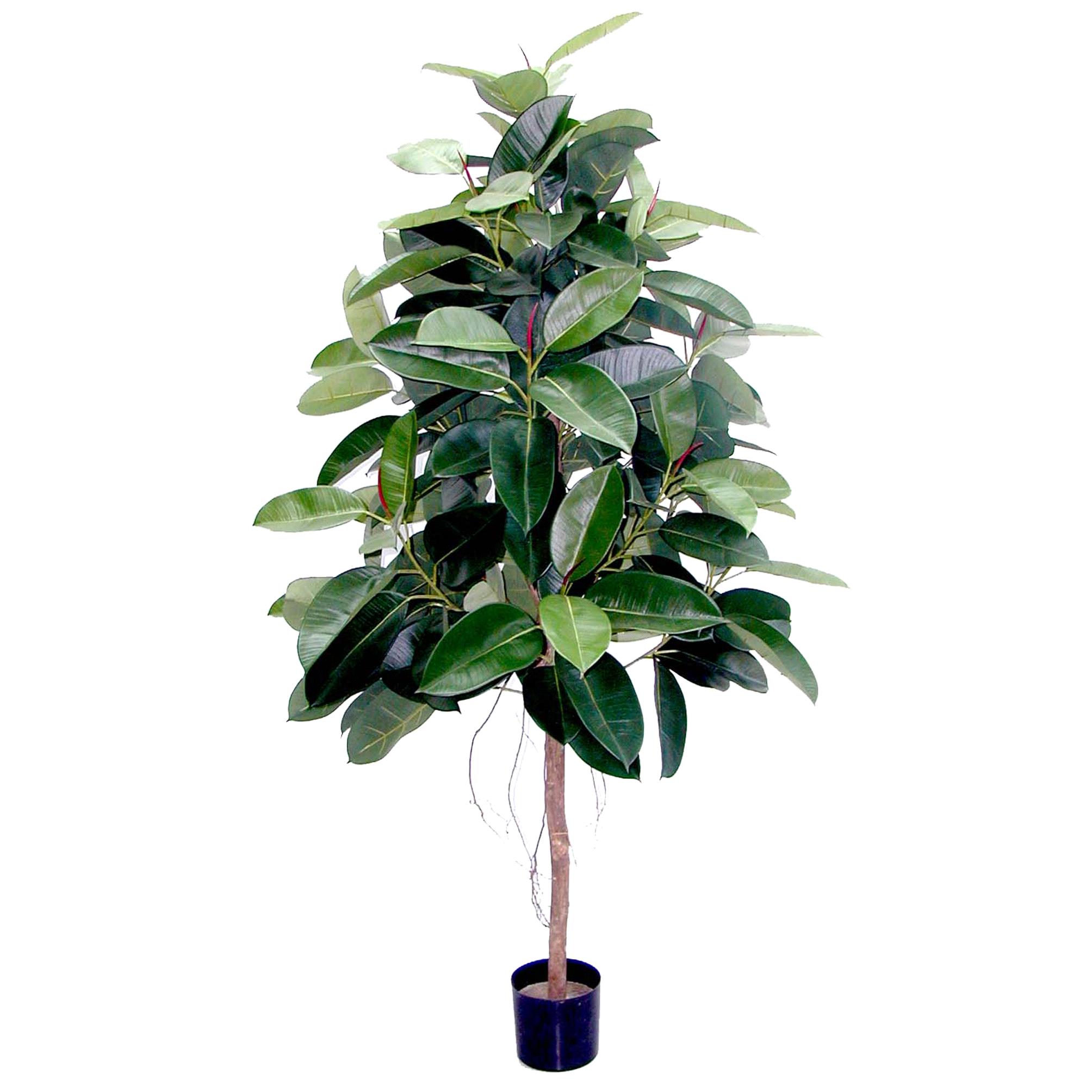 FICUS ROBUSTA 180 CM 174 FGL**SC