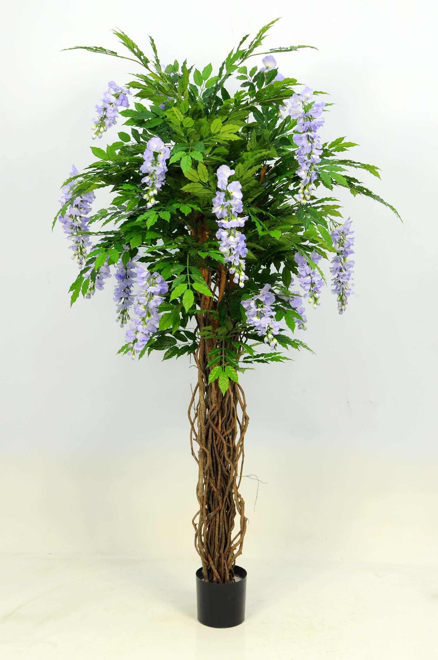 GLICINE 180 cm 2016 FGL 18 FIORI