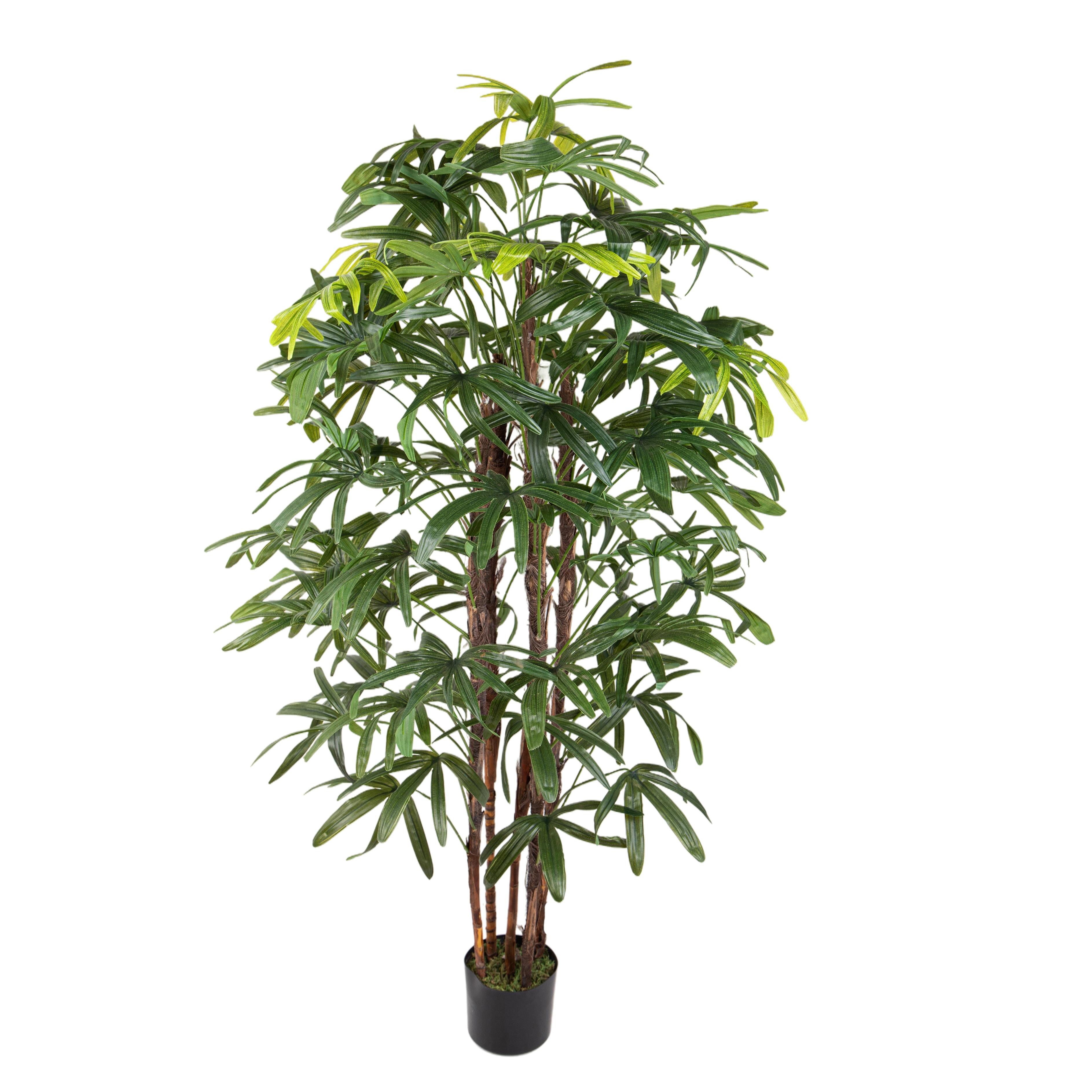 Pflanzen, Grüne Topfpflanzen groß, RAPHIS PALM X 5 170 CM 77 FGL C/VASO