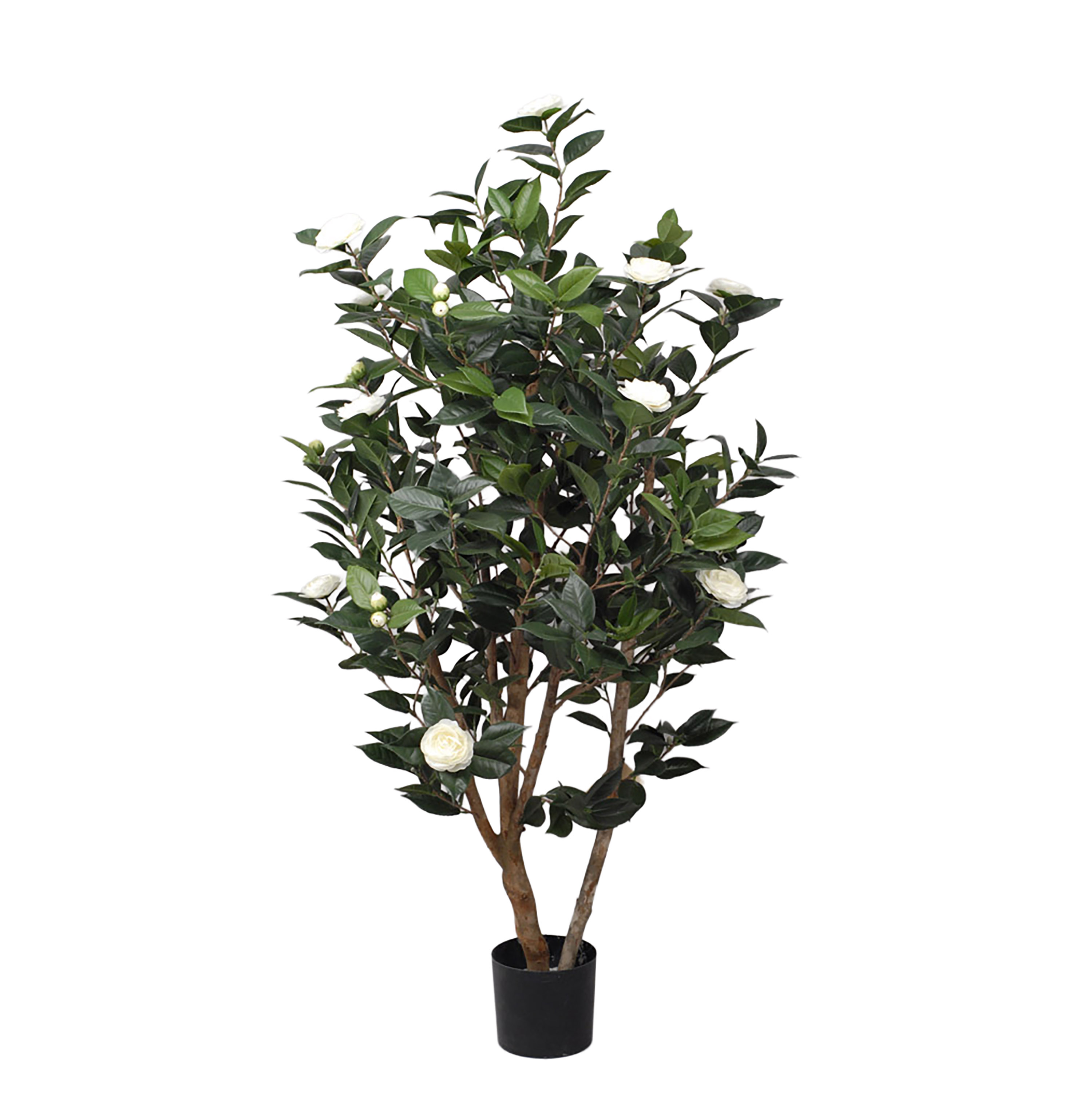 CAMELIA 143 CM 678 FGL C/VASO**SC DIFETF